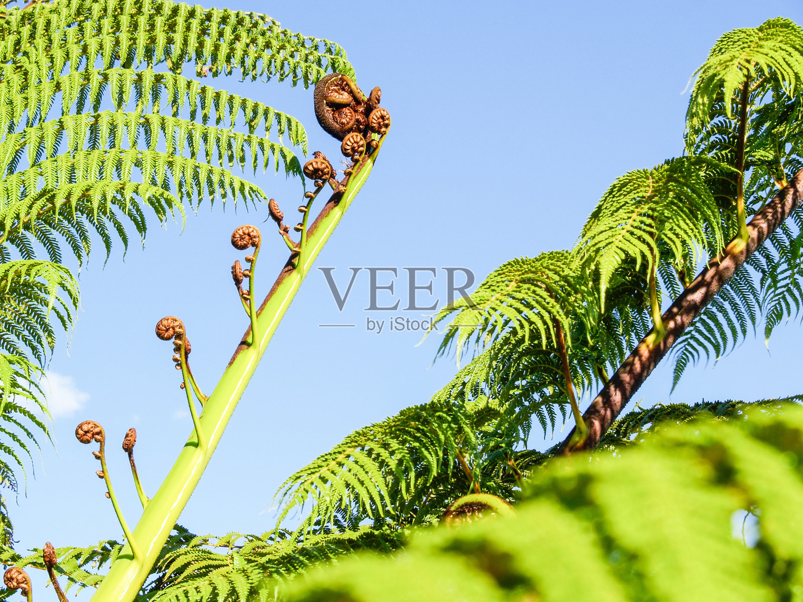 新西兰桫椤的树冠和叶照片摄影图片