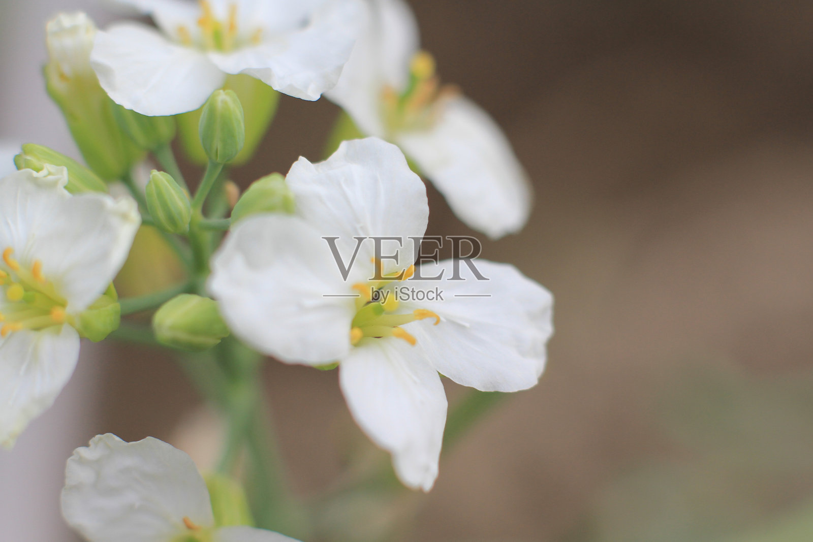 梅花花开春背地2012年3月31日照片摄影图片