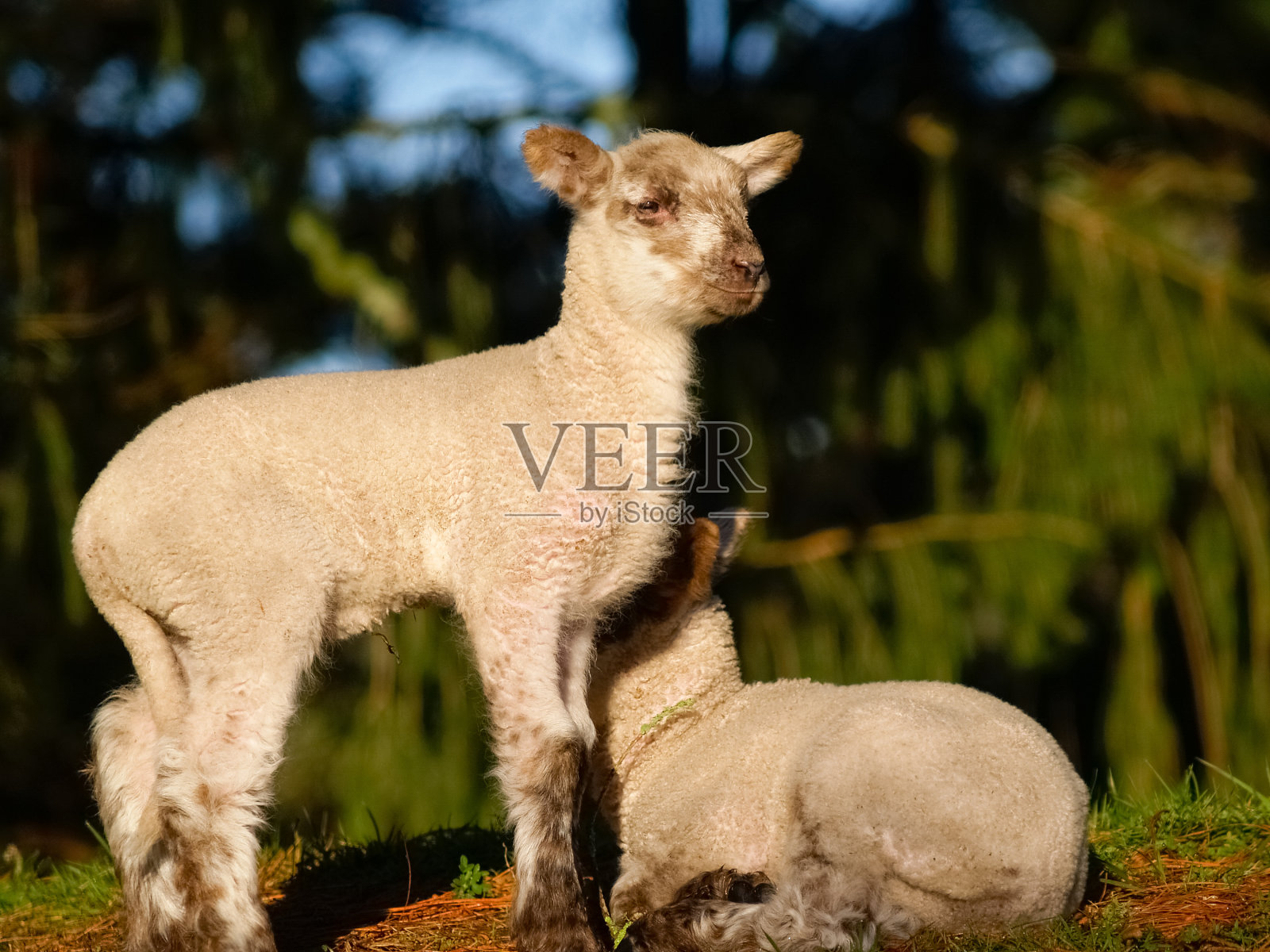 阳光透过树木照亮了阴凉处的羊羔照片摄影图片