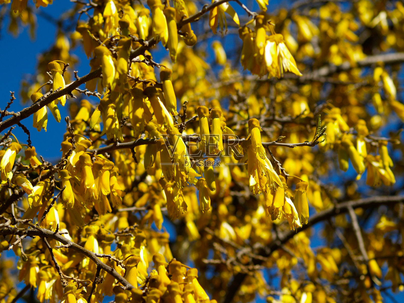 槐树开满了亮黄色的花。照片摄影图片