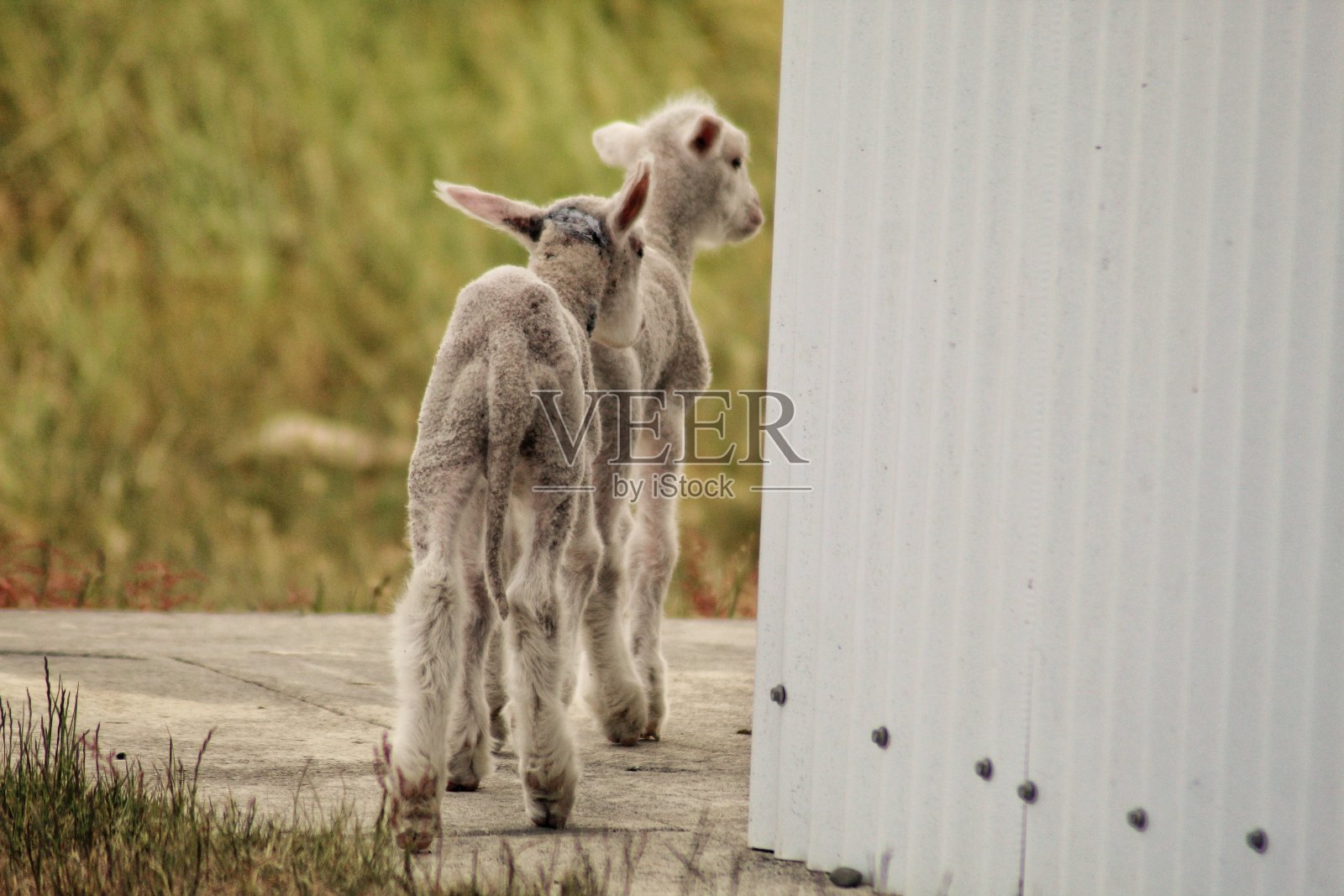小羊羔照片摄影图片
