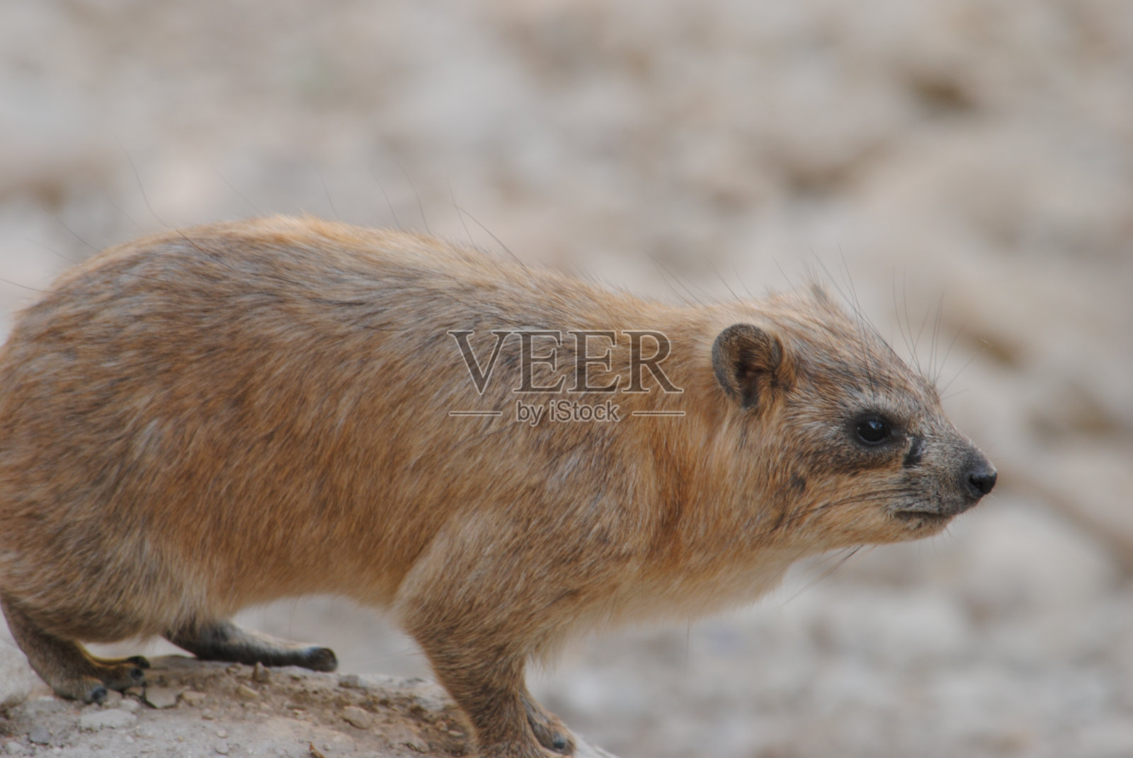 野生动物：蹄兔照片摄影图片