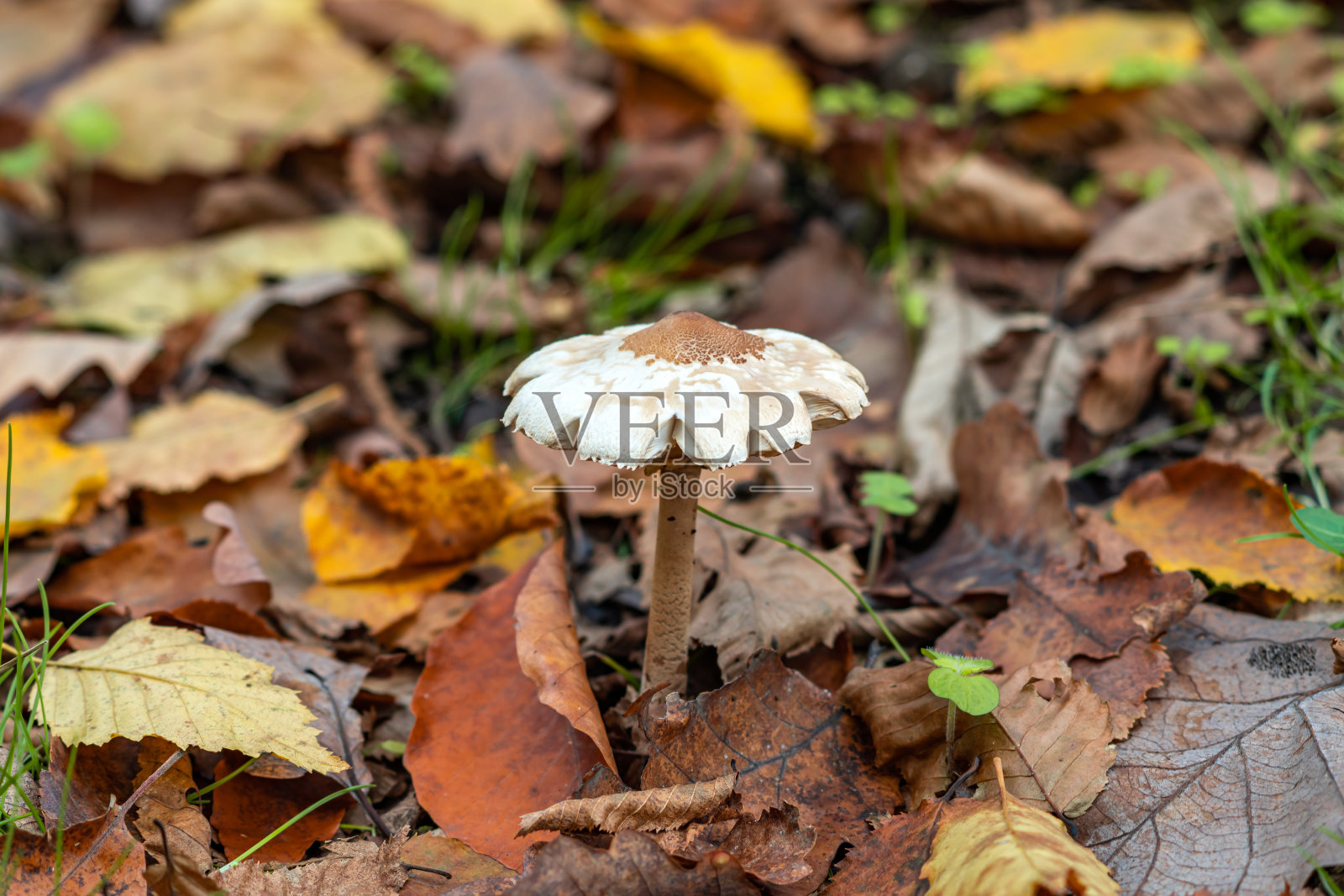 秋季森林中的大鳞草蘑菇照片摄影图片