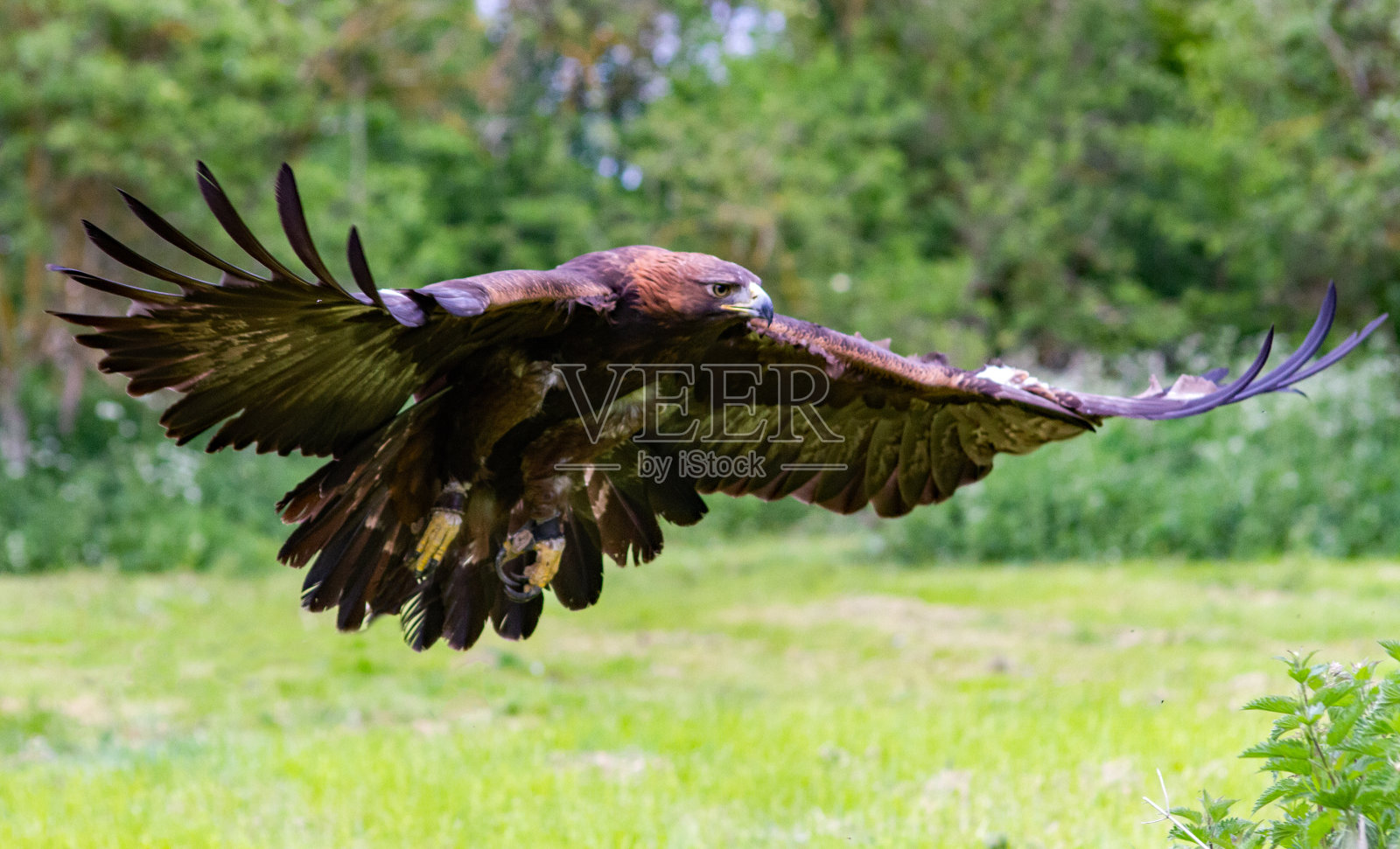 飞行中的金鹰。照片摄影图片