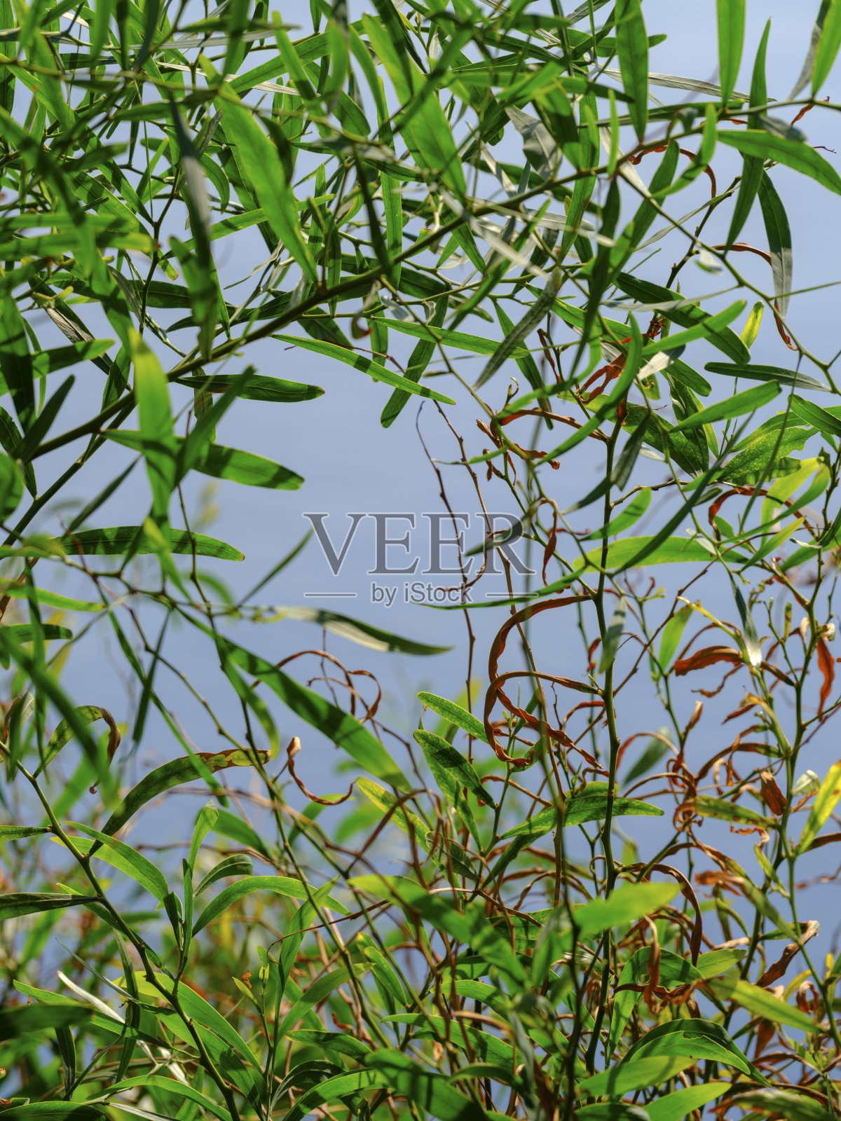 树上的绿叶照片摄影图片