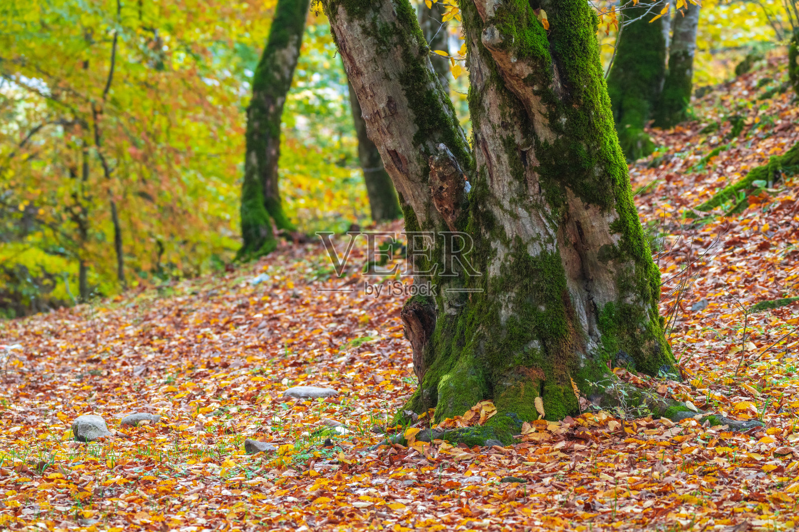 欧洲的黄秋森林照片摄影图片
