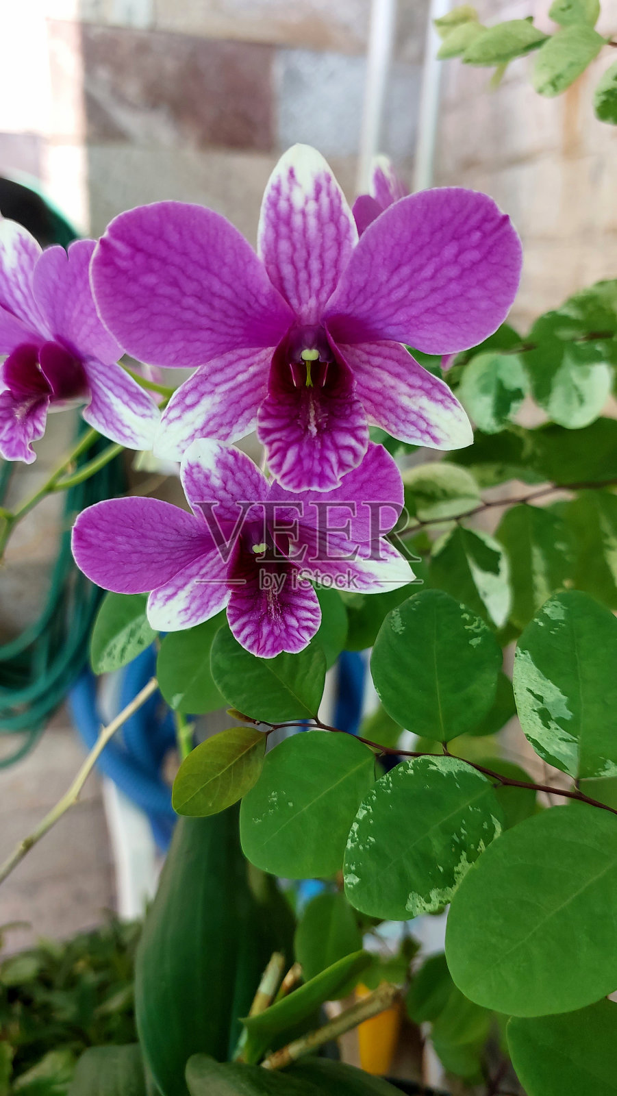 花照片摄影图片