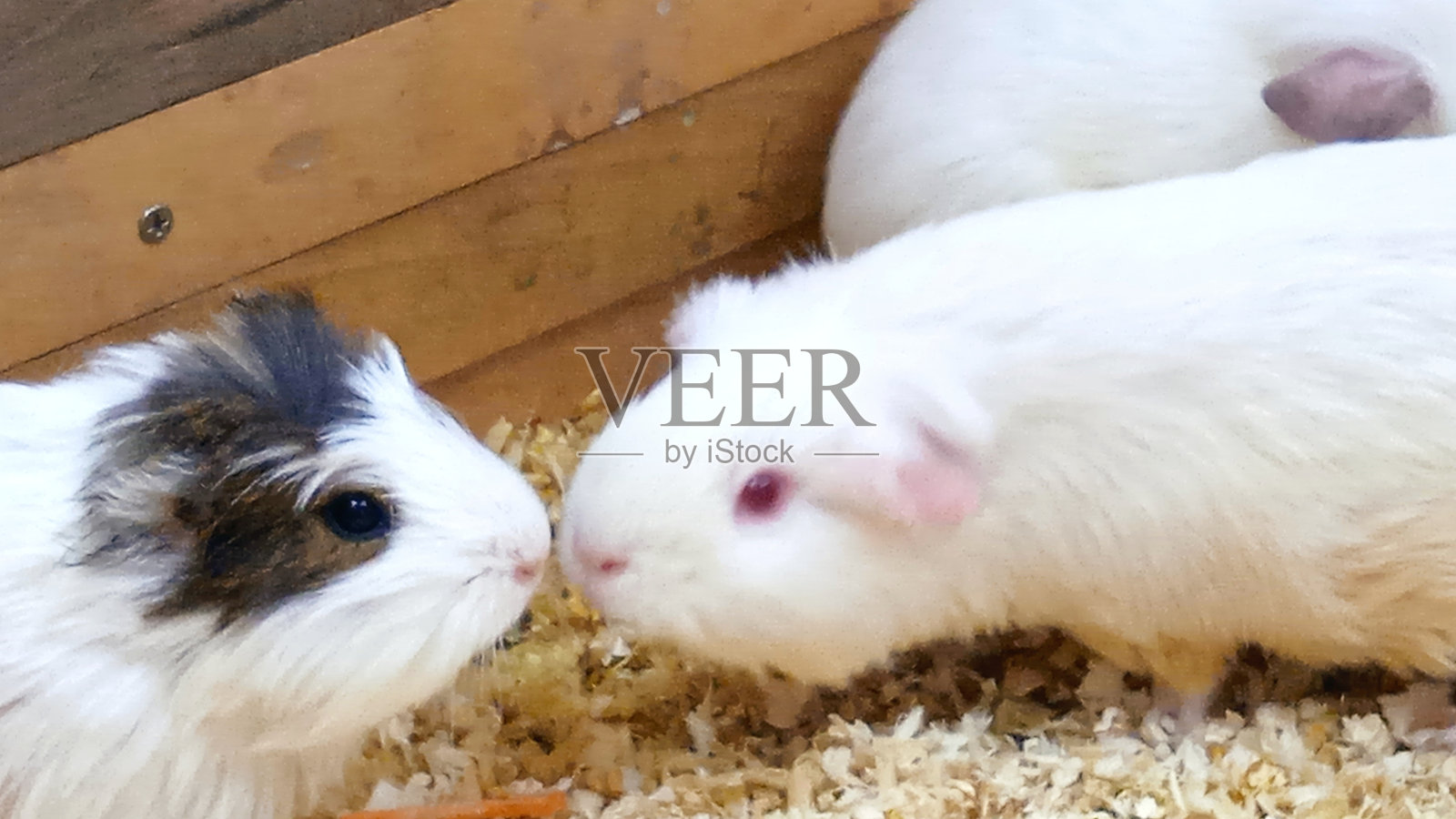 仓鼠的吻。照片摄影图片