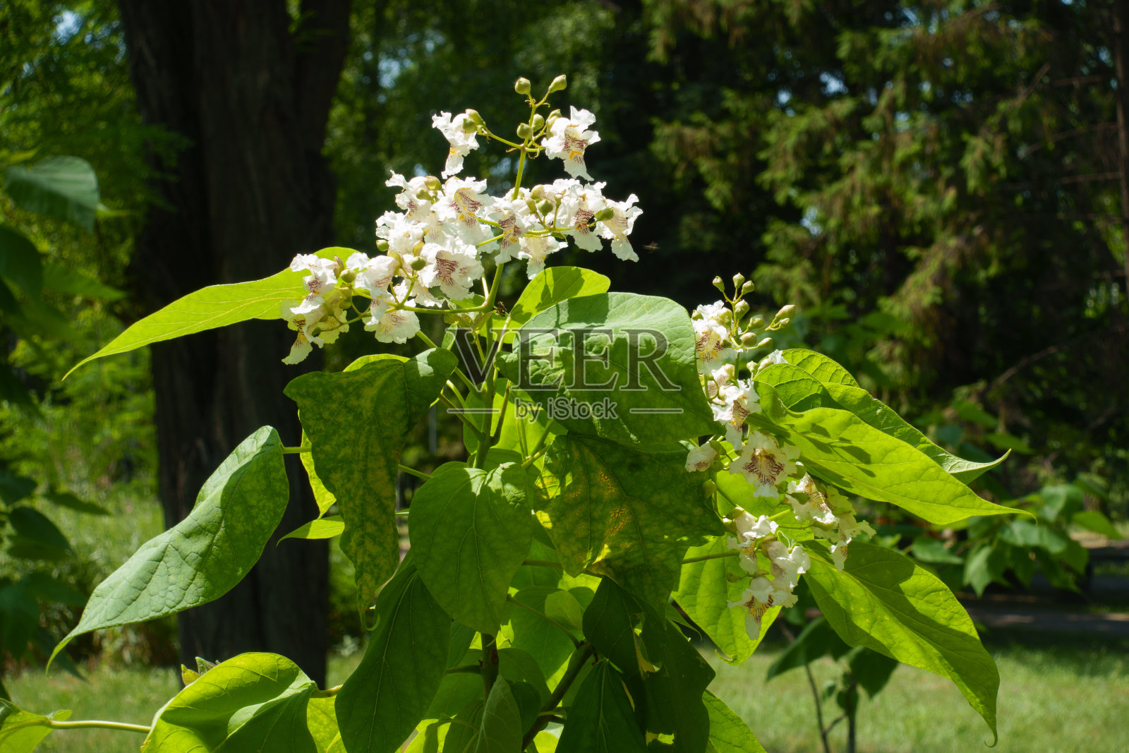 七月梓树很少开白色的花照片摄影图片