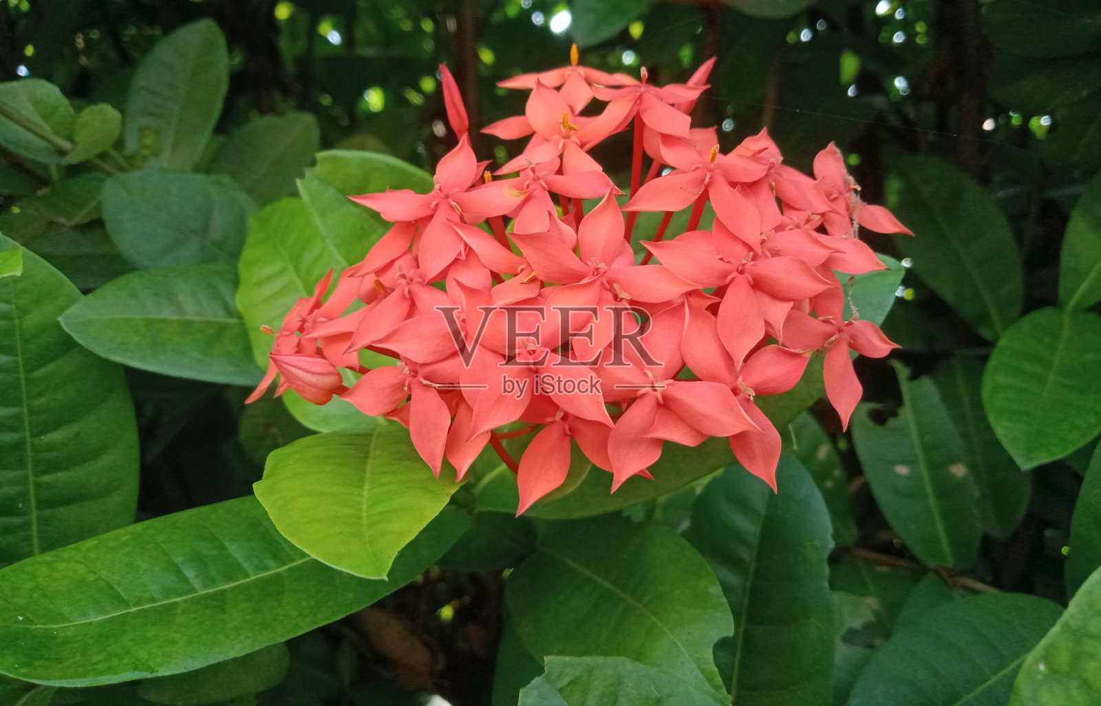 红色的花照片摄影图片