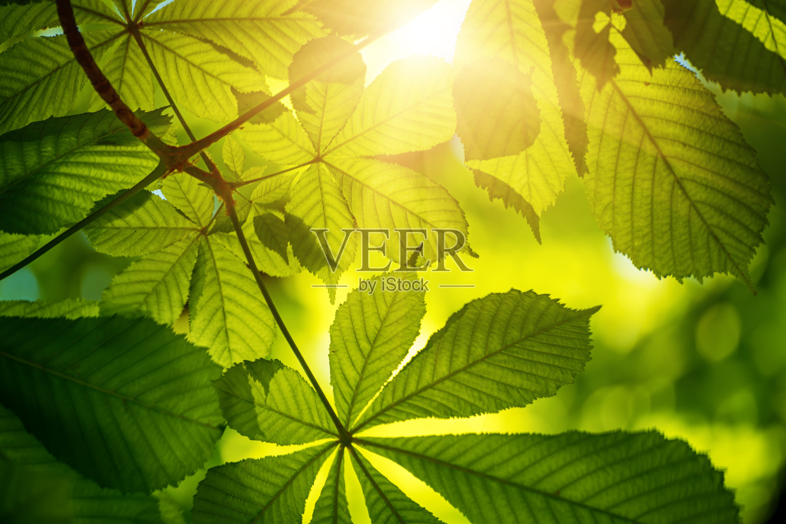 栗子叶照片摄影图片