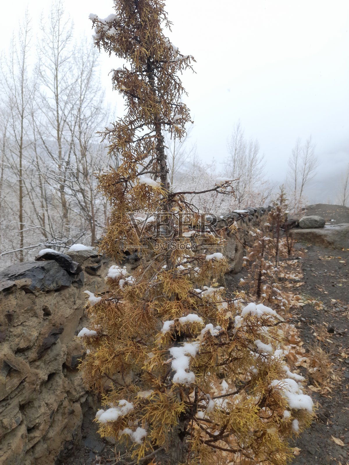 下雪天照片摄影图片