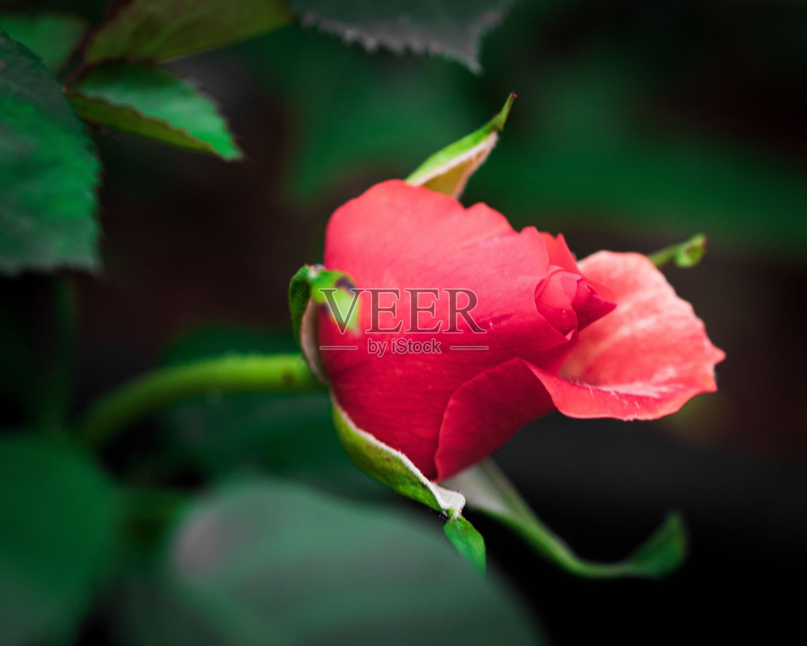 粉色玫瑰的特写镜头照片摄影图片