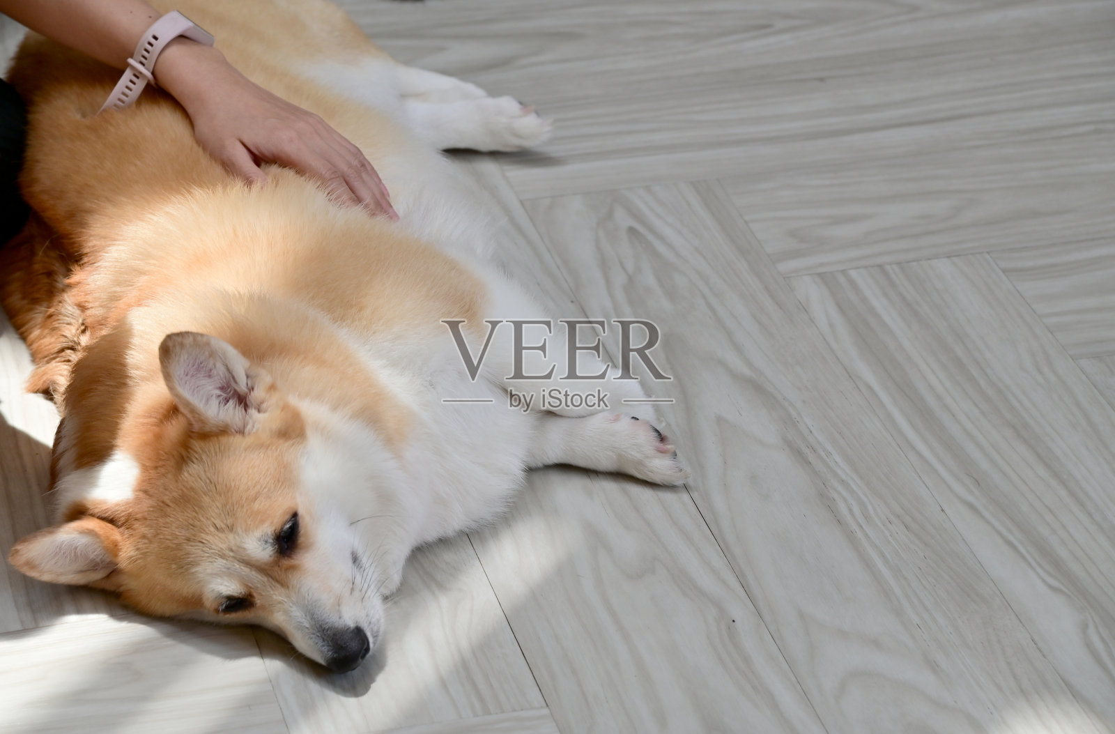 泰国一家宠物店里，外国狗狗趴在地板上的特写。照片摄影图片