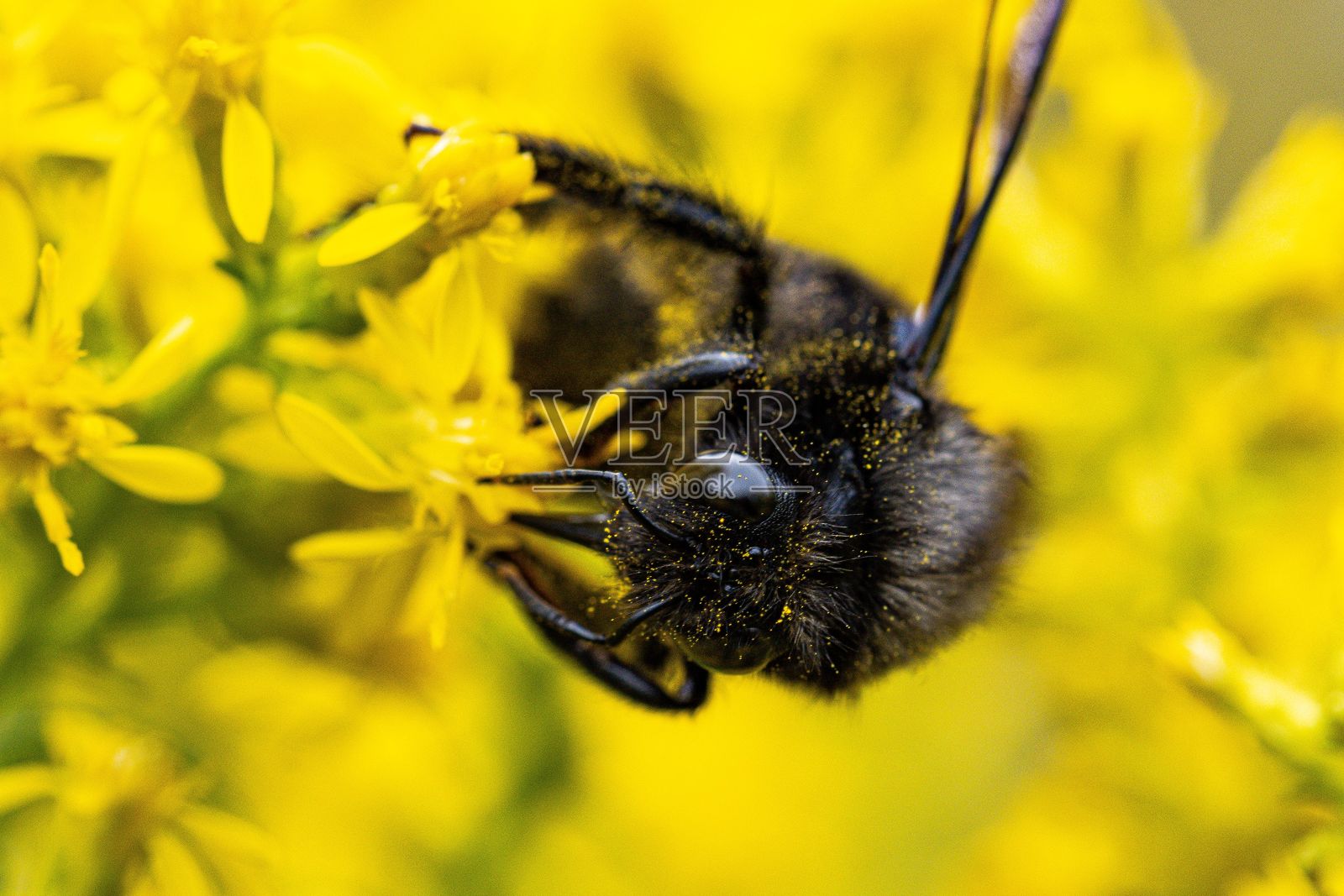 蓝色木匠蜂在黄色花朵上授粉的特写照片摄影图片