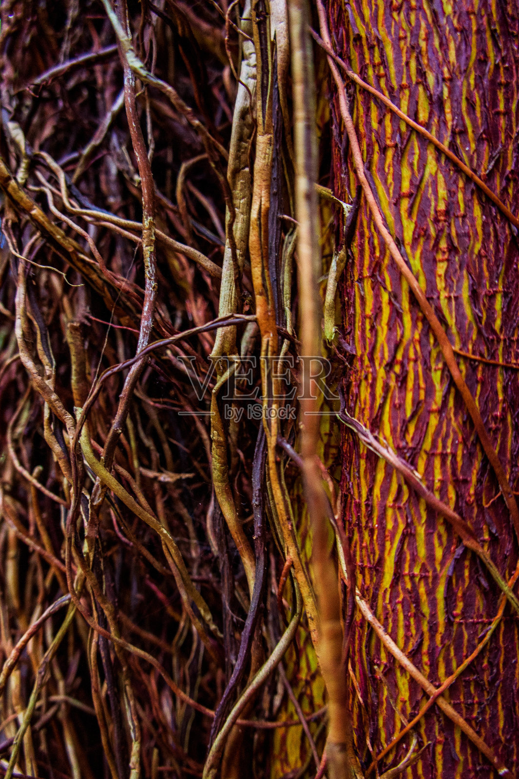 纹理细节和缠绕在一起的树根的不对称图案。有黑色、棕色、黄色、赭色和橙色的色调。照片摄影图片