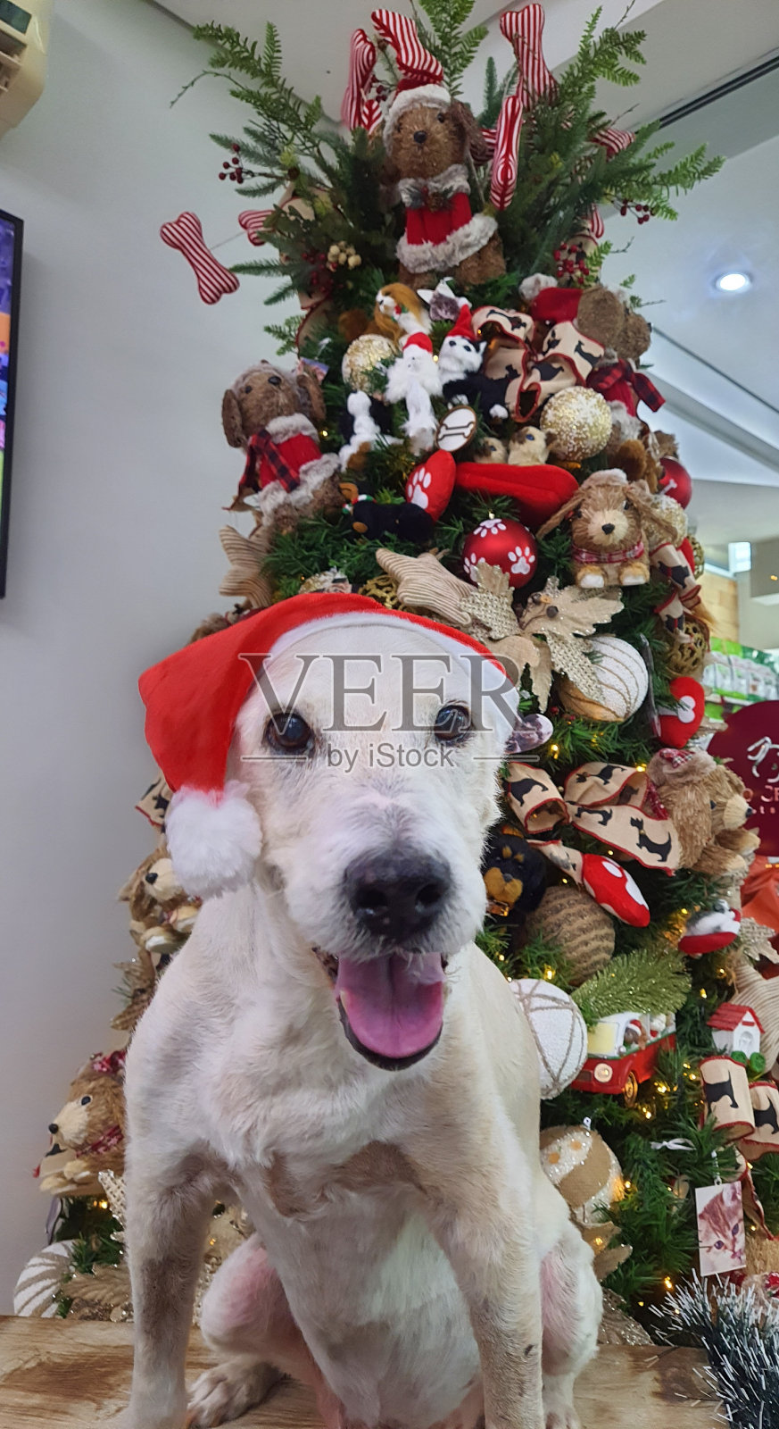 狗诺埃尔照片摄影图片