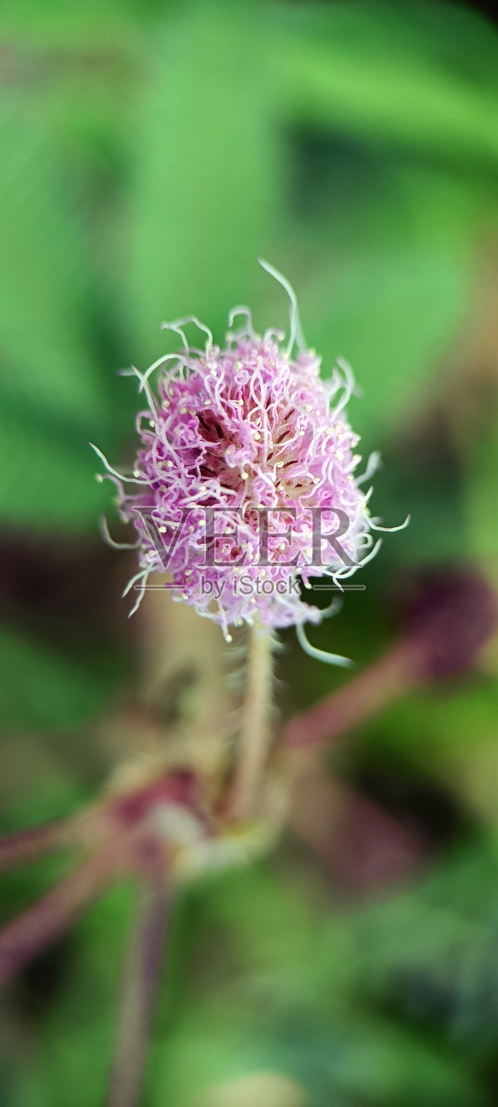 花照片摄影图片