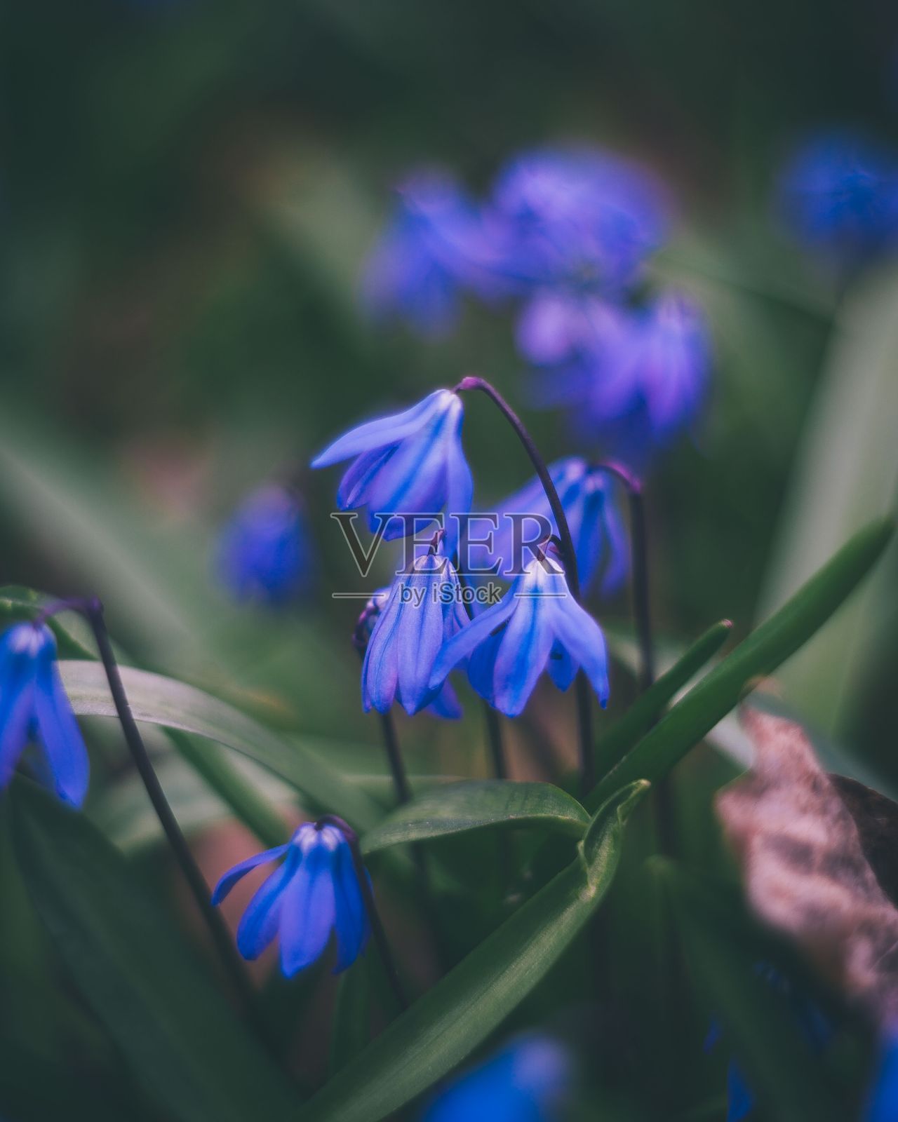 浅聚焦拍摄的紫色锡拉花在白天照片摄影图片