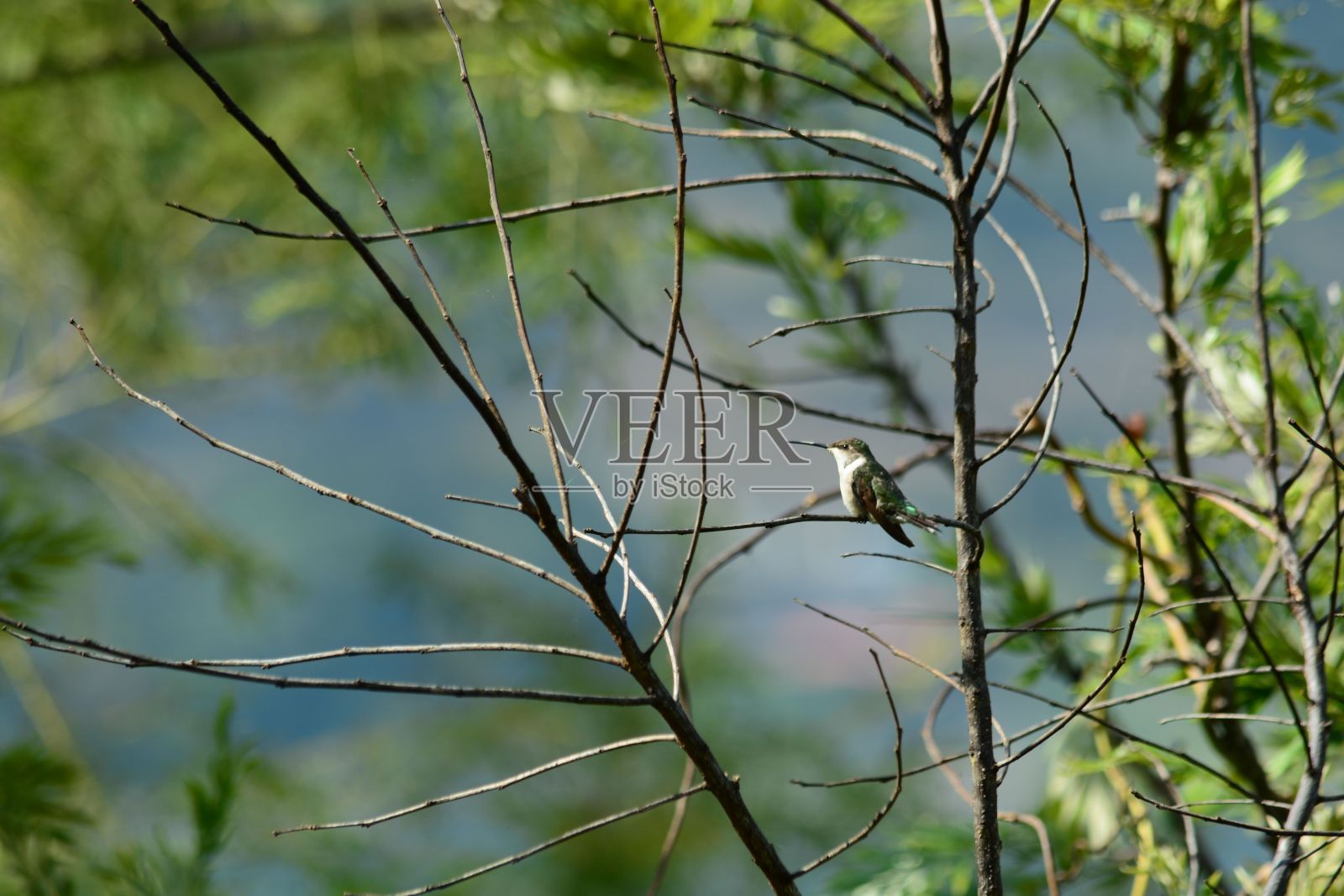 白天，一只可爱的蜂鸟栖息在森林里的树枝上照片摄影图片