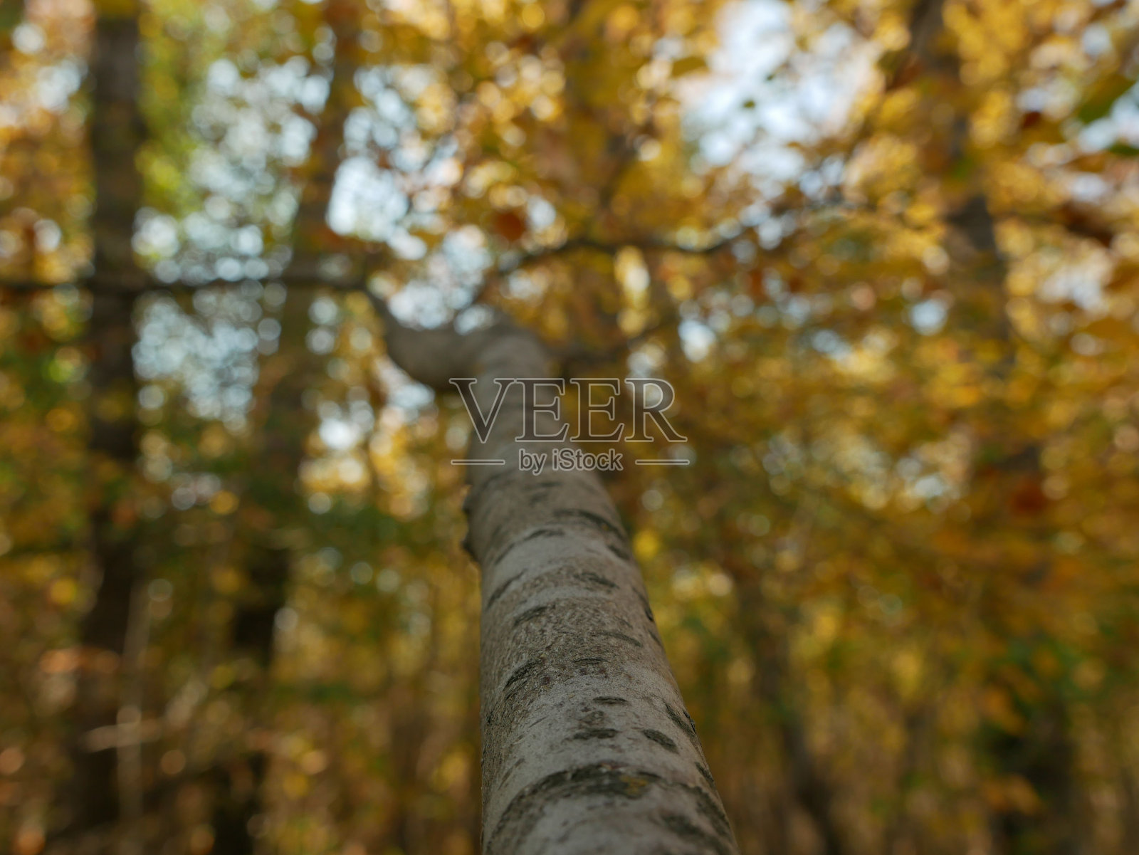 低角度拍摄的棕色树枝与模糊的秋天树叶在森林里照片摄影图片