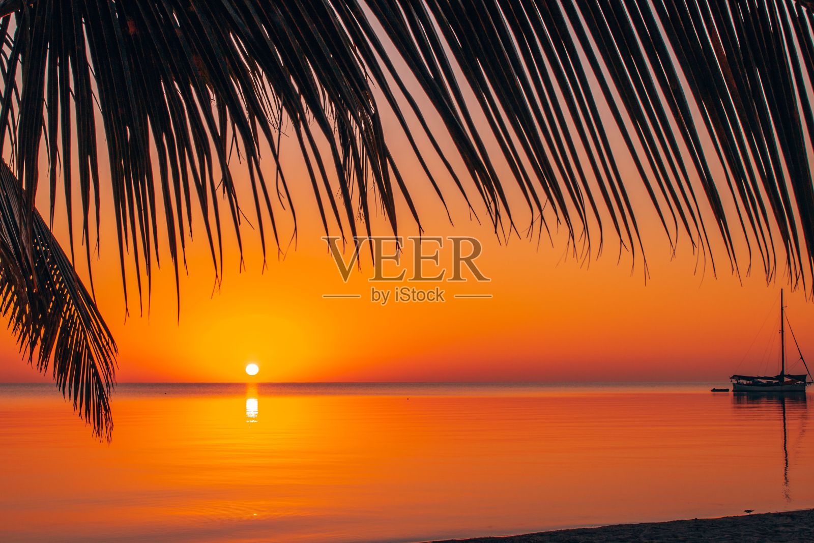 海滩上有一棵棕榈树，大海上有金色的日落，背景是一艘帆船。照片摄影图片