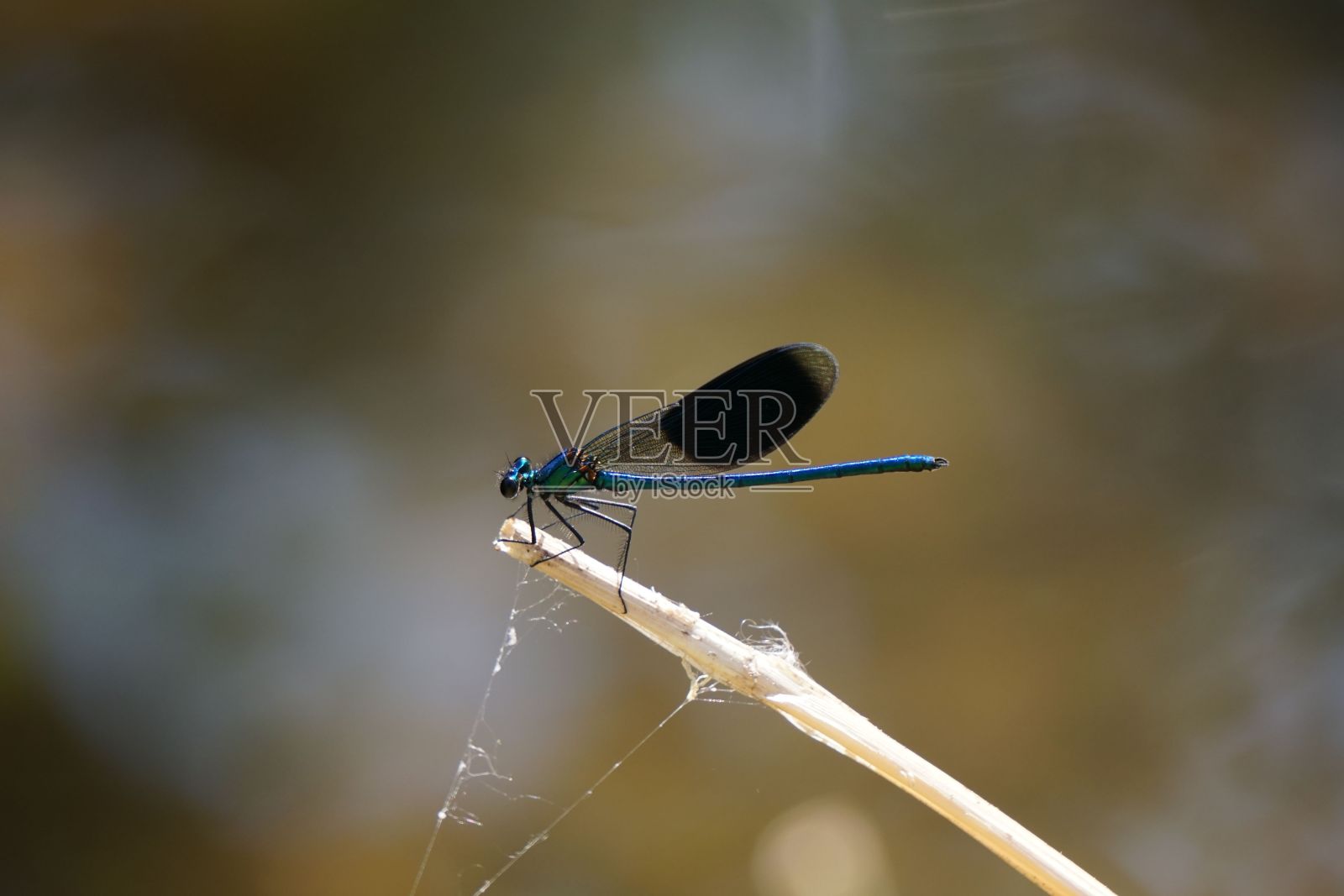 一只长着蓝色尾巴的蜻蜓坐在一根干燥的细树枝上的特写镜头照片摄影图片