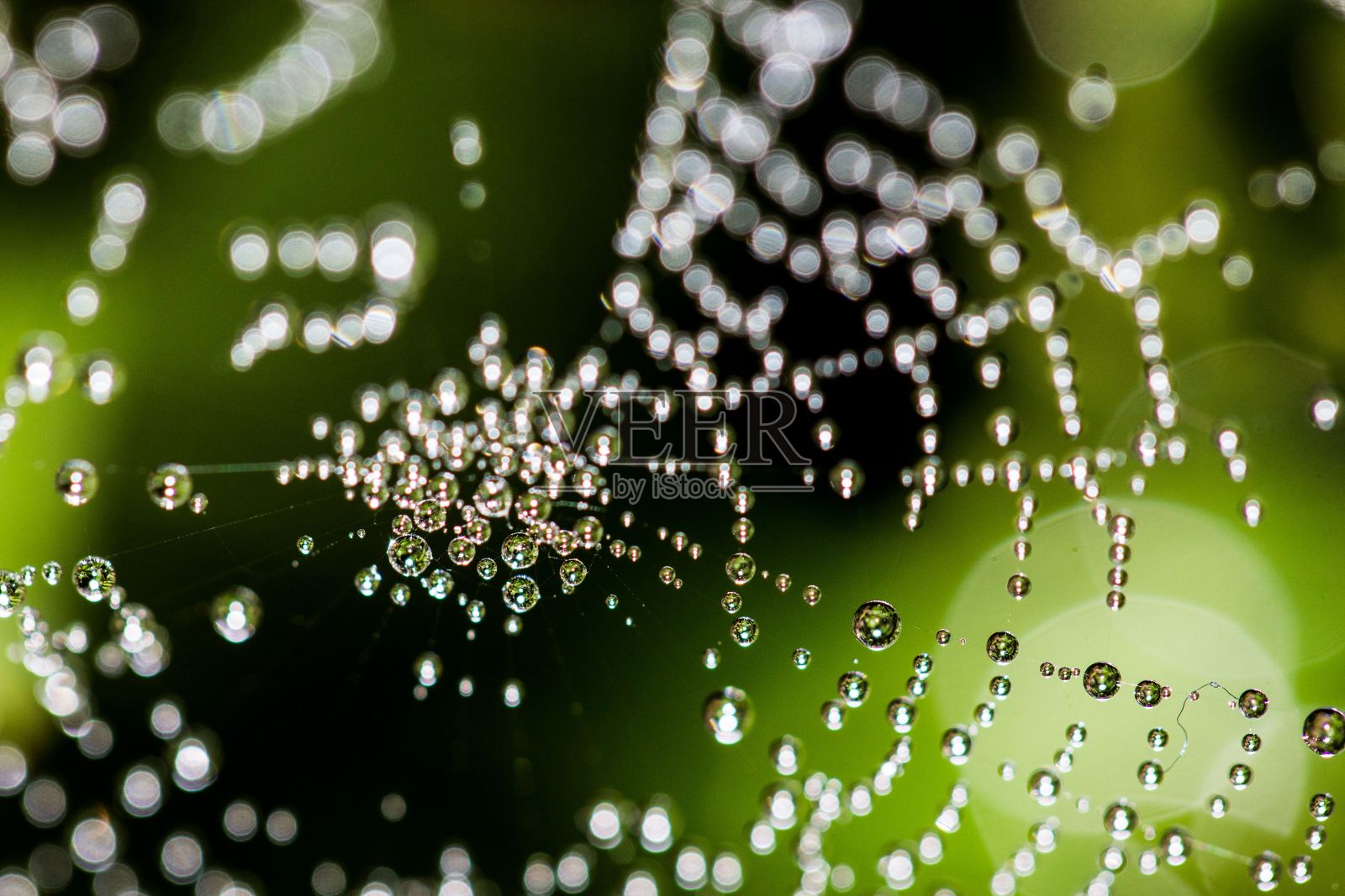 在模糊的绿色背景下，蛛网上美丽的露珠特写。照片摄影图片