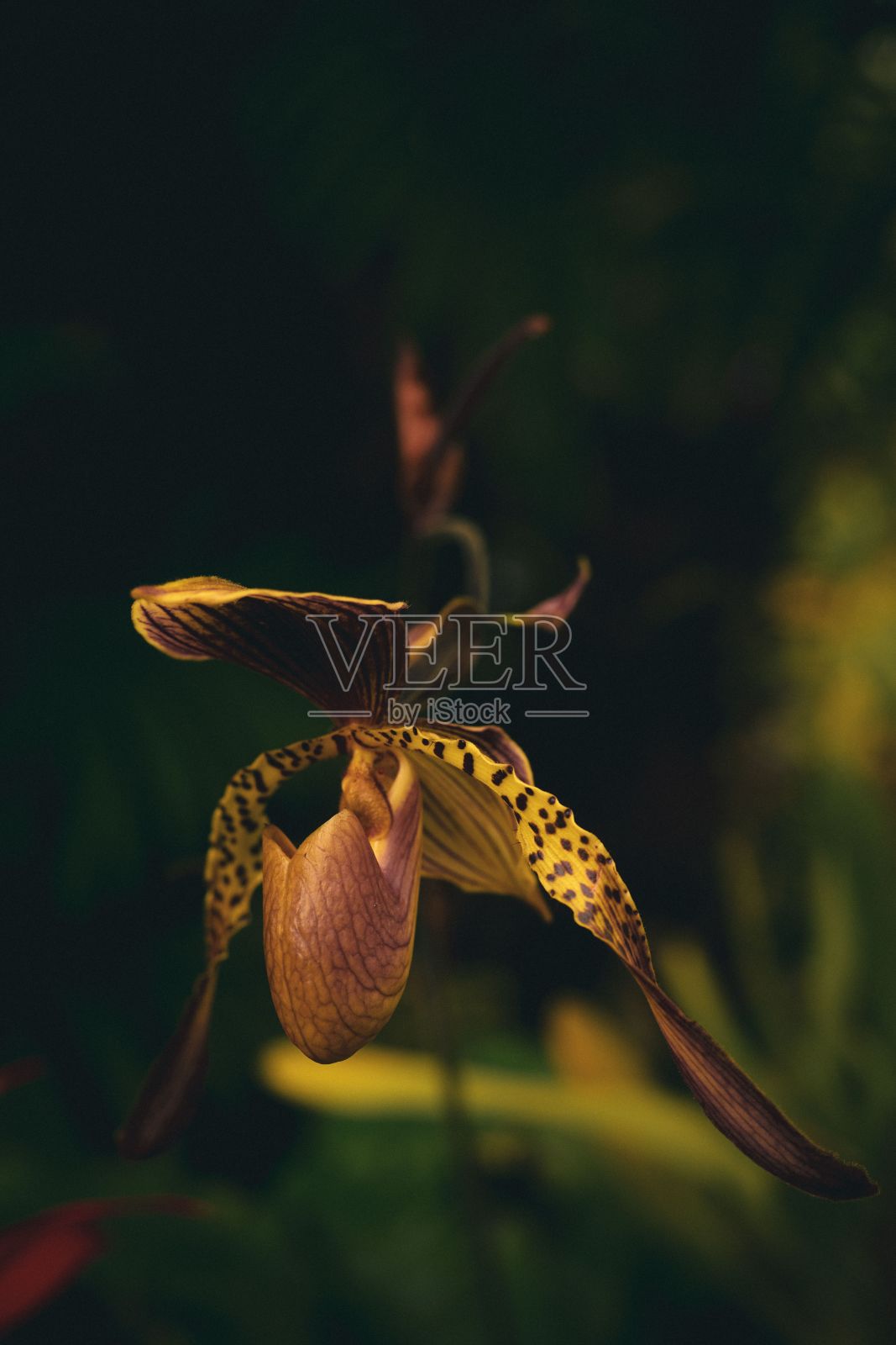 一个美丽的兰花生长在一个花园的垂直镜头与模糊的背景照片摄影图片