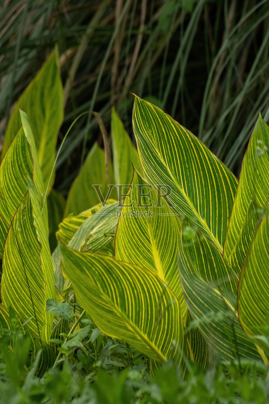 在中国四川省青龙湖公园，垂直特写拍摄的绿色美人蕉叶子照片摄影图片