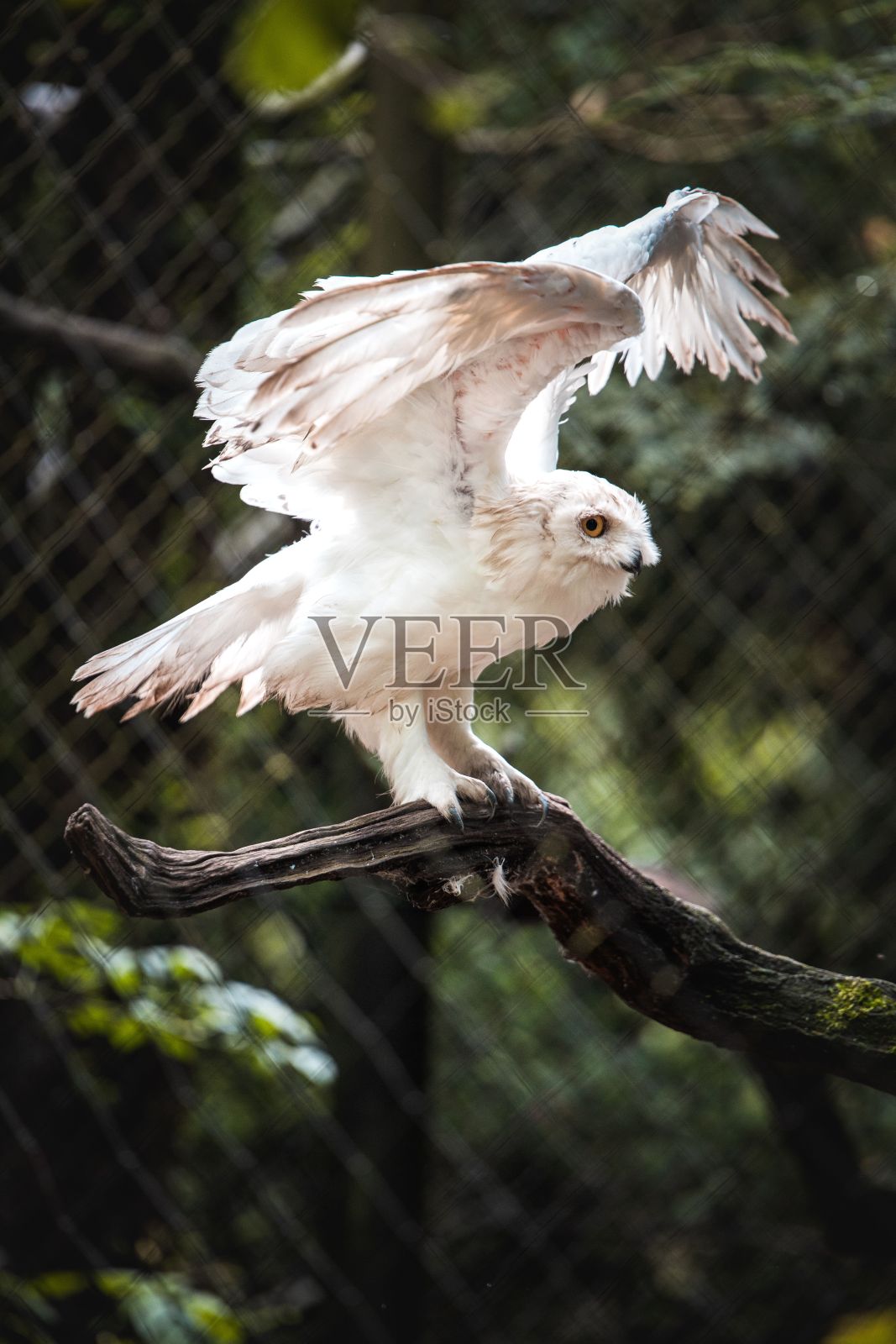 阳光下，一只白色猫头鹰栖息在动物园的树枝上照片摄影图片