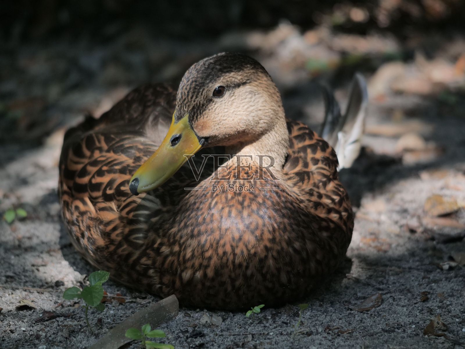 一只野鸭，绿头鸭在它的自然栖息地晒太阳照片摄影图片