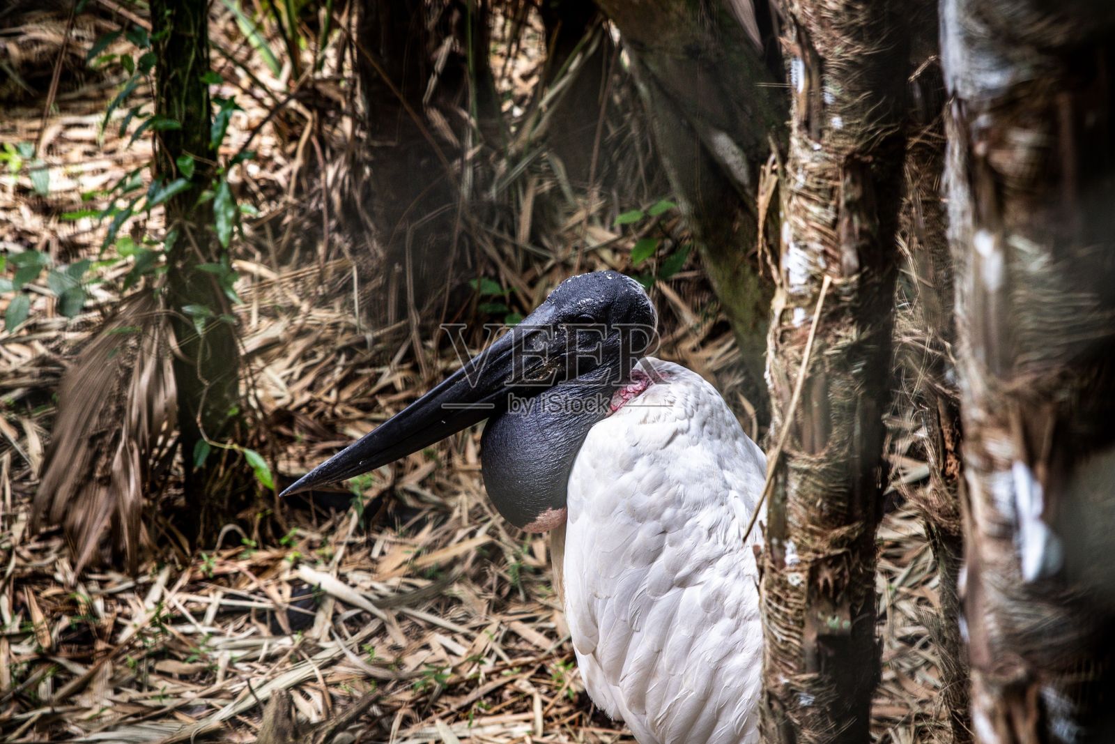 一只黑颈鹳坐在树林中的地面上的特写照片摄影图片