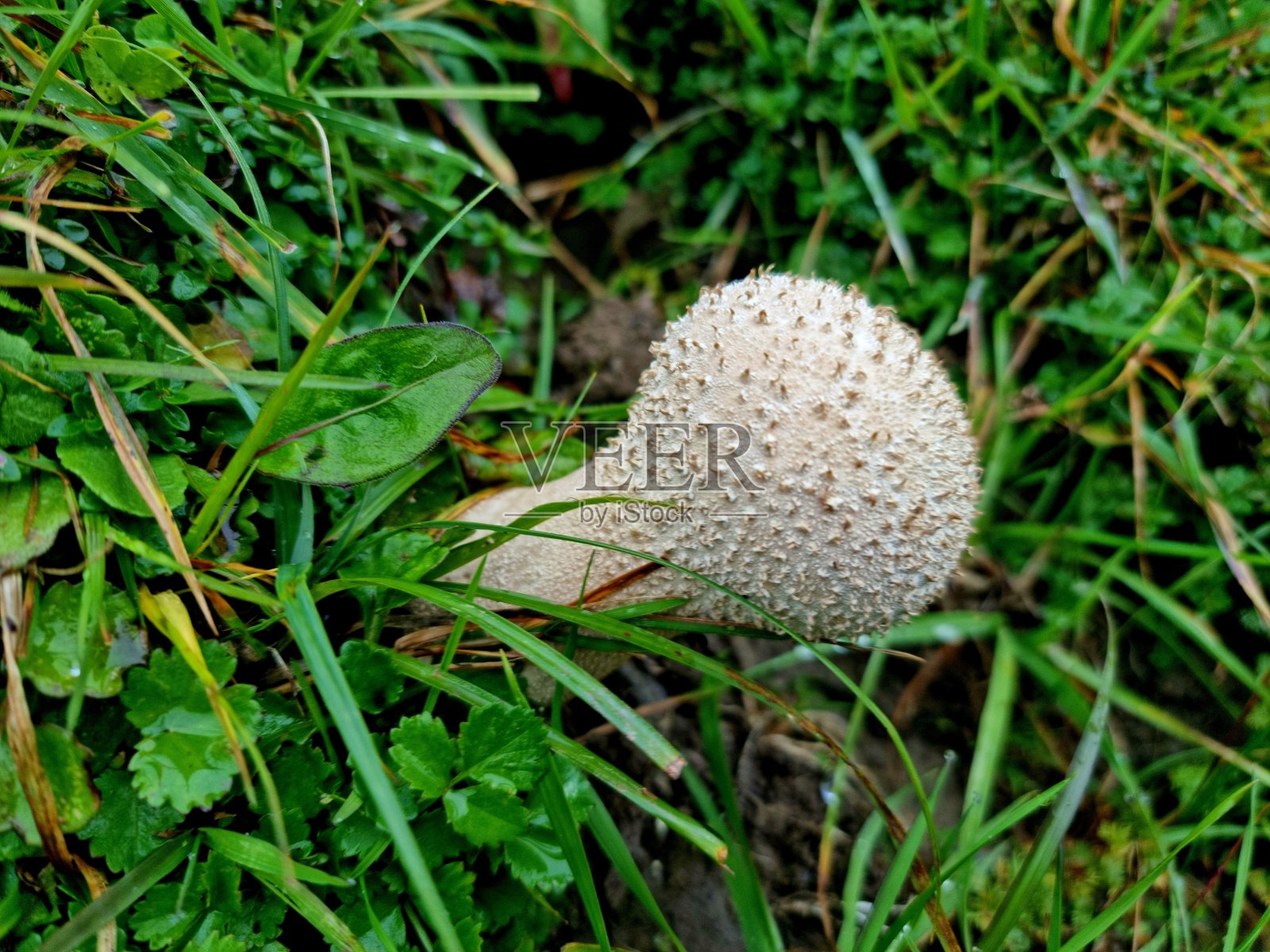 石蒜属照片摄影图片