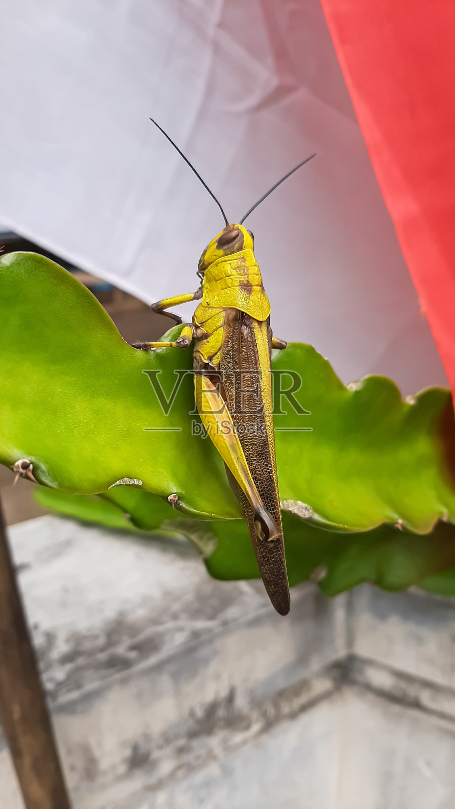 沼泽大蚱蜢照片摄影图片