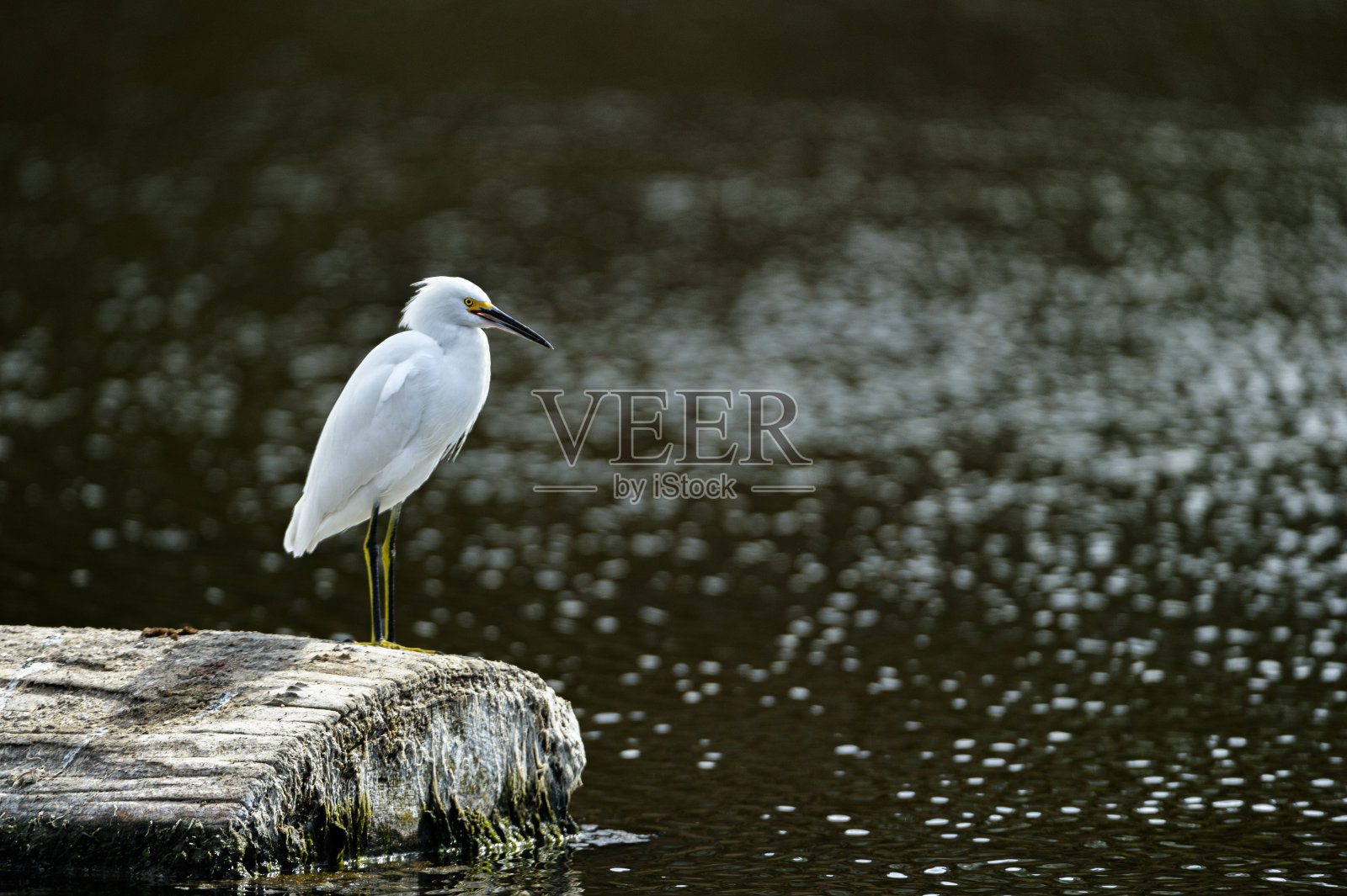 雪地觅食（沿海湖泊，远景）照片摄影图片