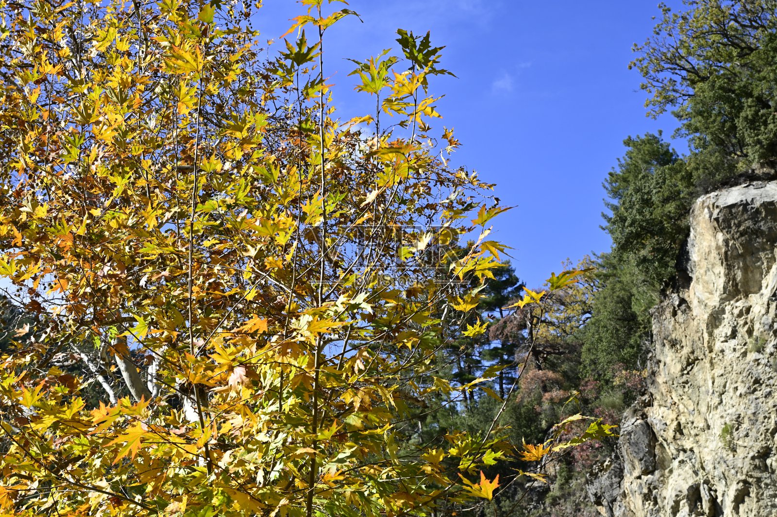背光下的红叶照片摄影图片
