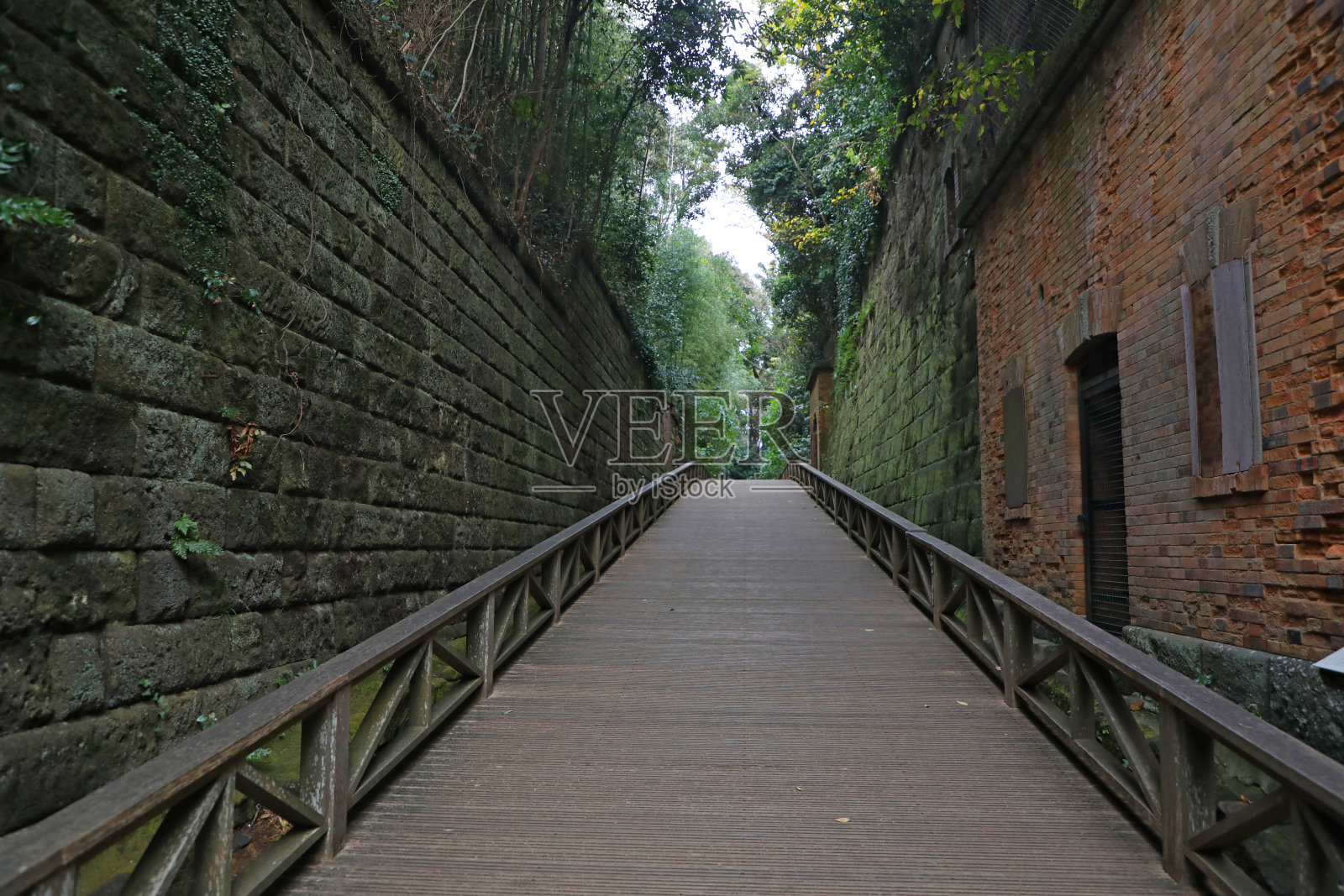 树丛中的空路照片摄影图片