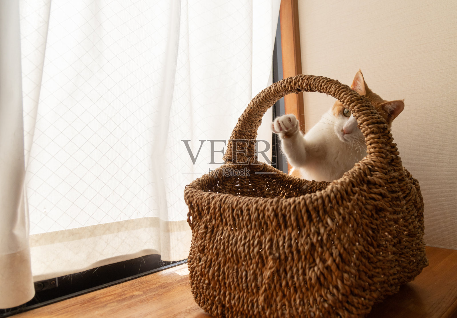 篮子和猫照片摄影图片