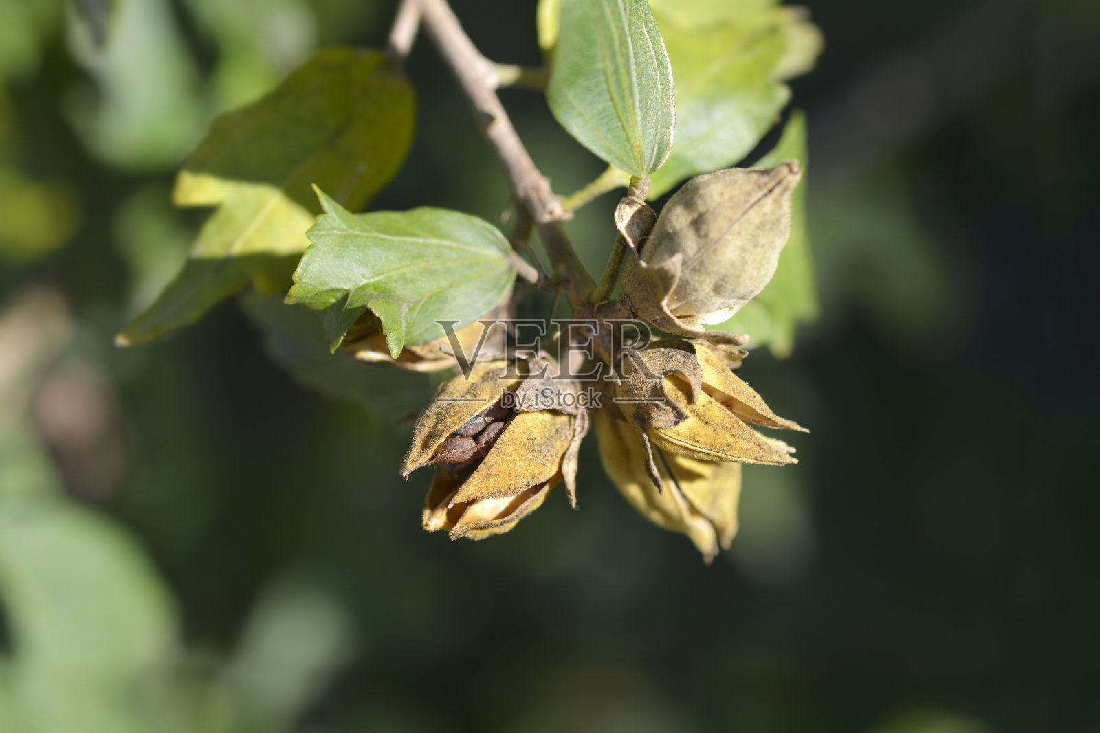 沙伦玫瑰照片摄影图片