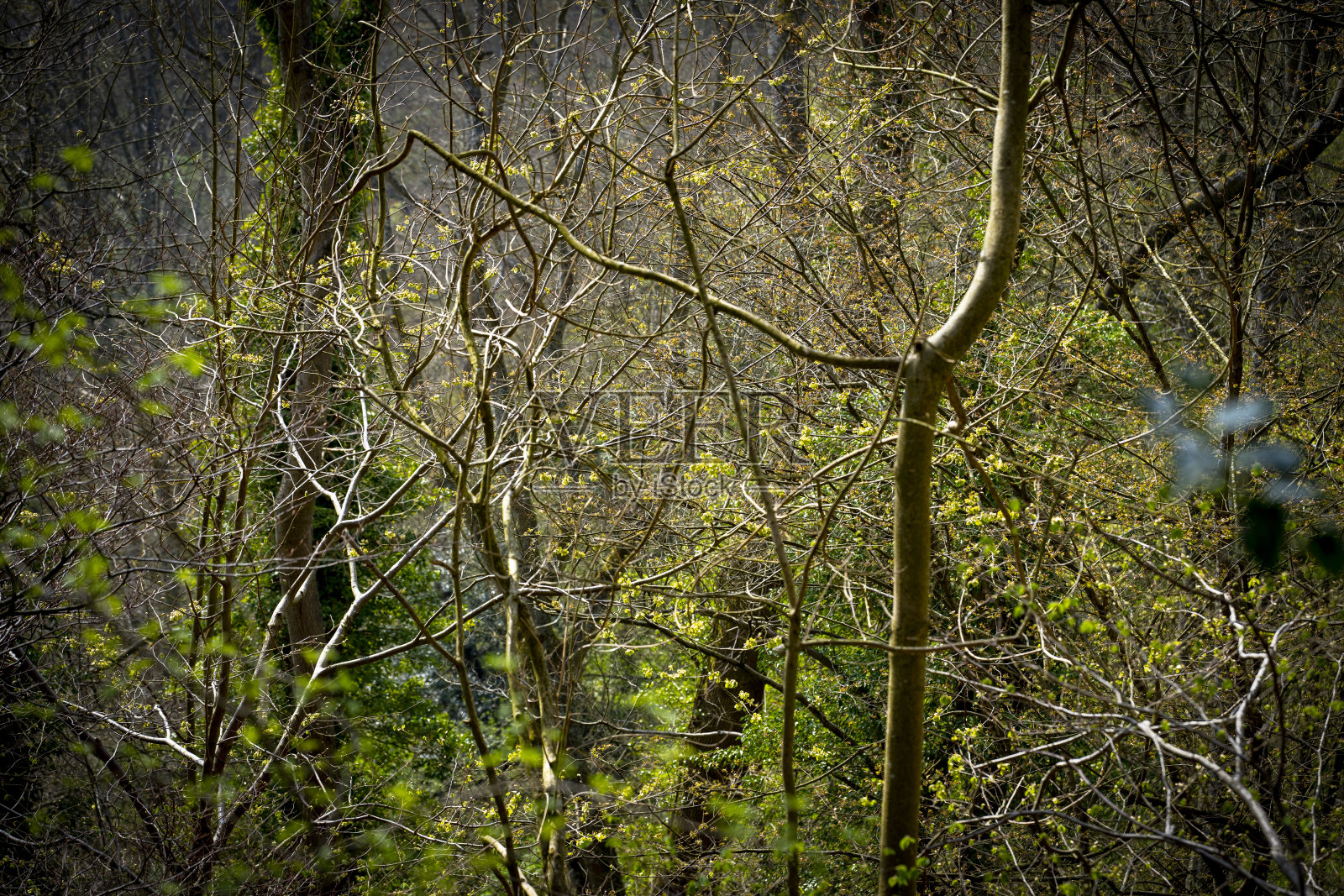 春天透过落叶林的景色。照片摄影图片