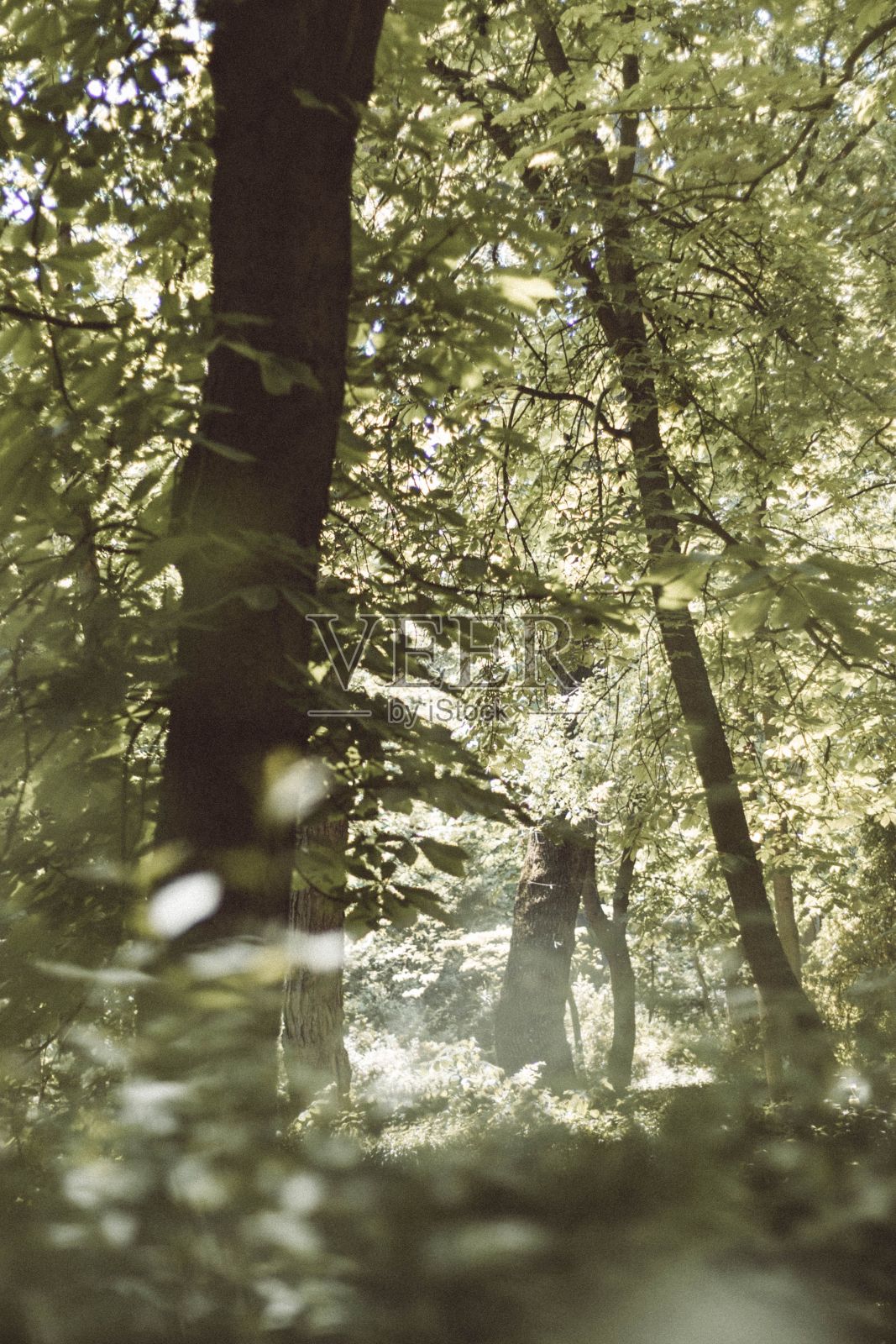 垂直的森林景观。照片摄影图片