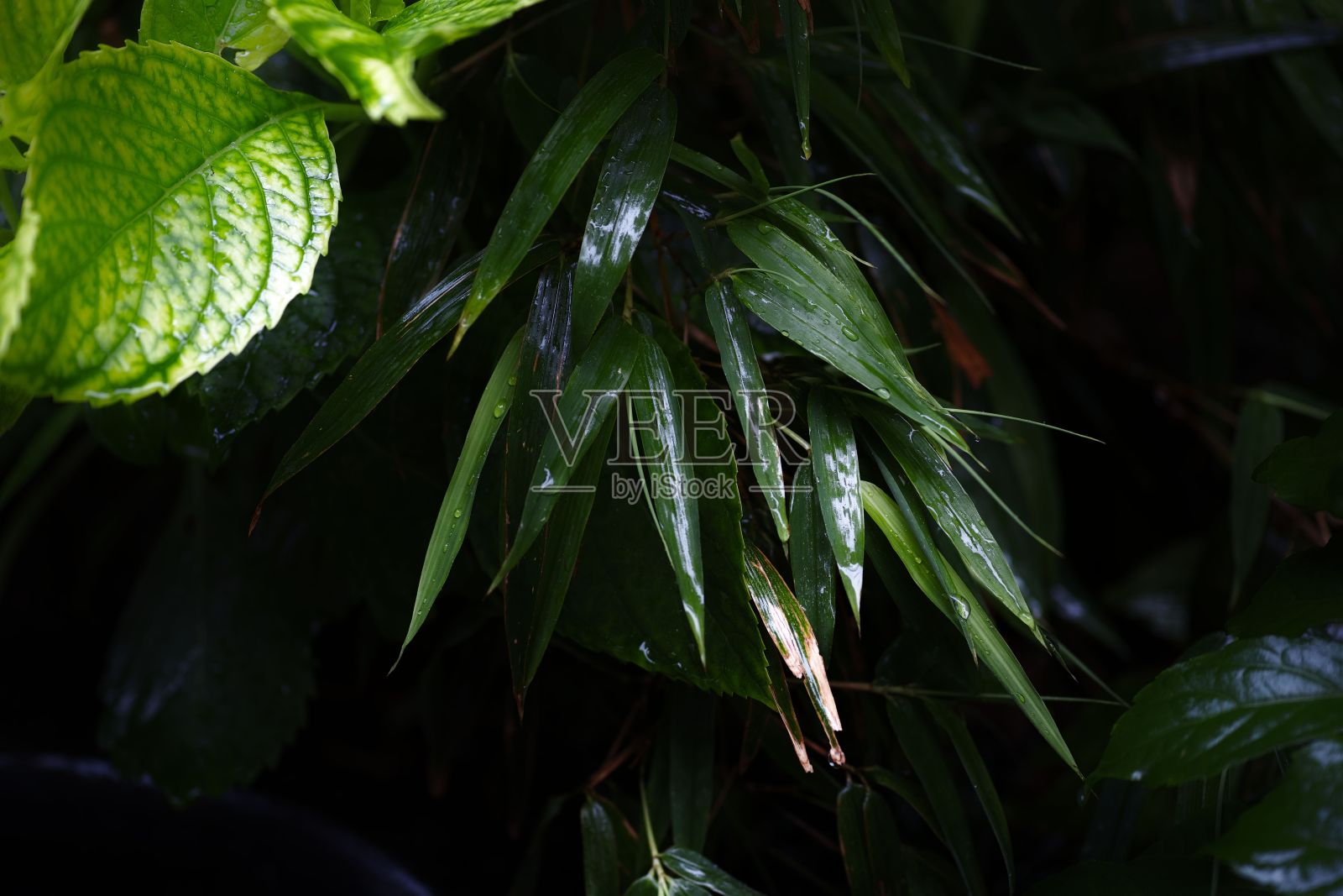 新鲜的绿叶，带着水滴照片摄影图片