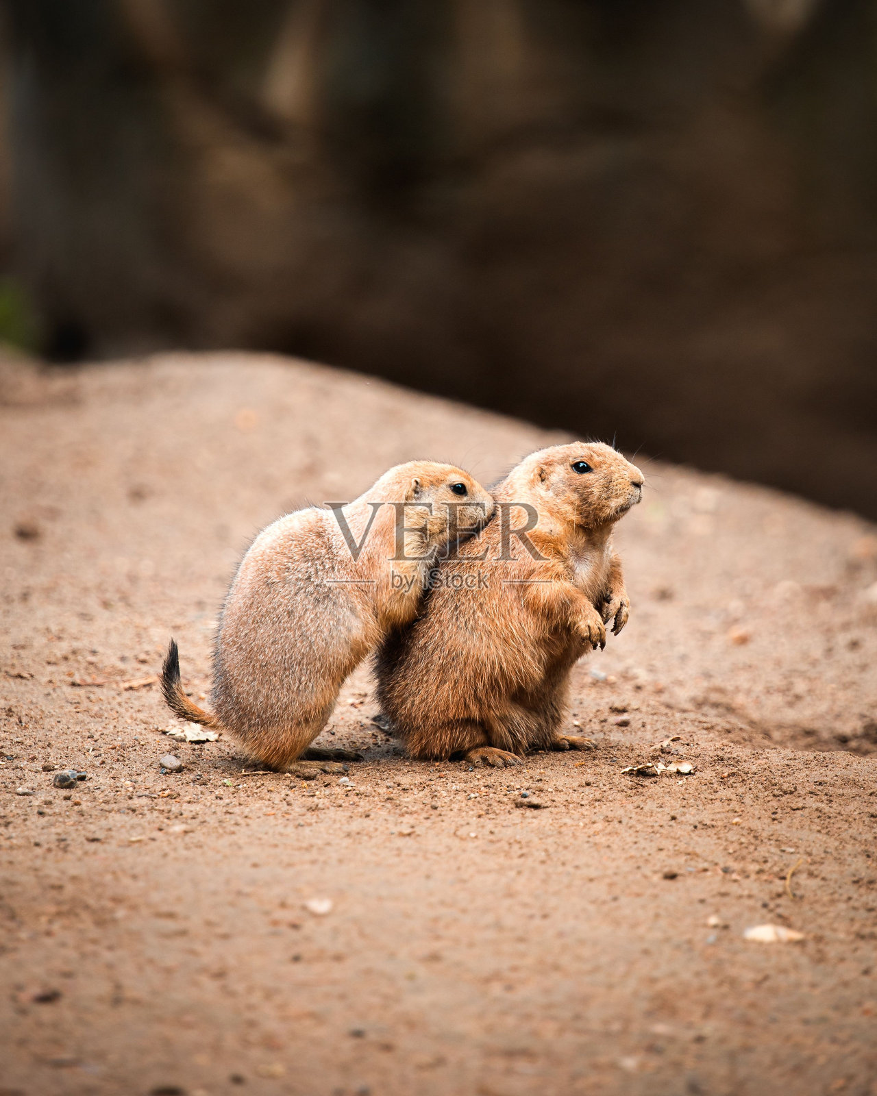 两只棕色草原啮齿动物拥抱在一起照片摄影图片