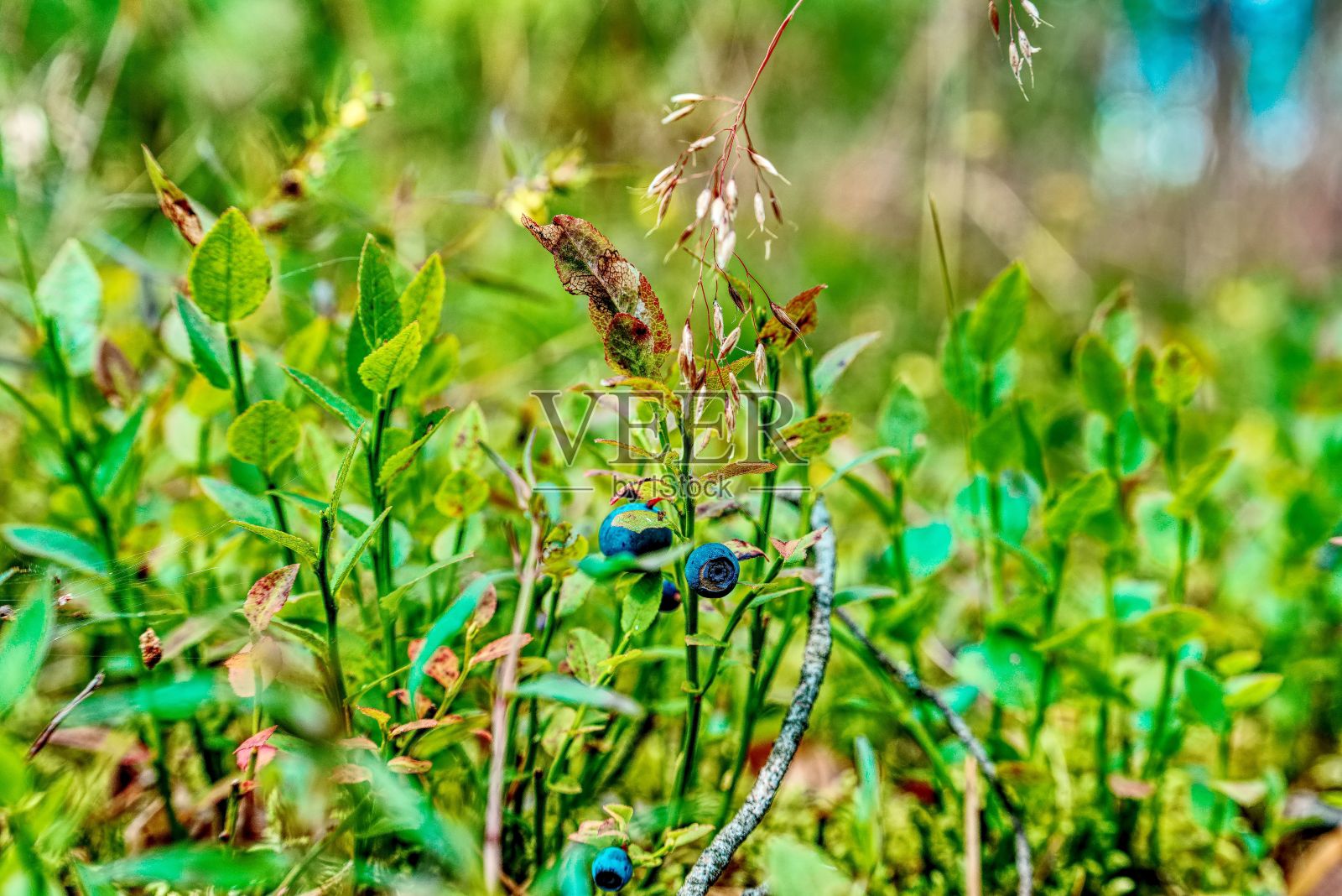 花园中一种蓝莓灌木的选择性焦点照片摄影图片