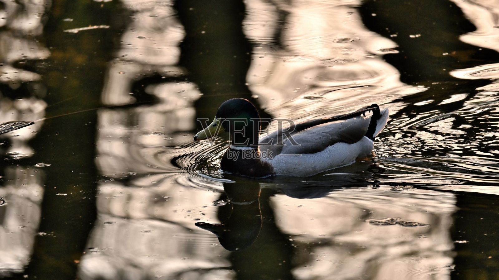 湖中漂浮的野鸭照片摄影图片