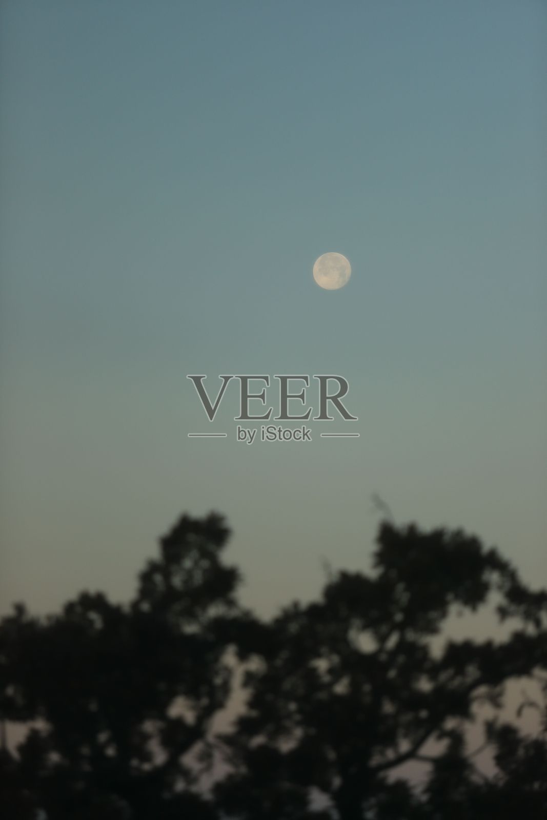 树的剪影背景的彩色天空与月亮在日落照片摄影图片