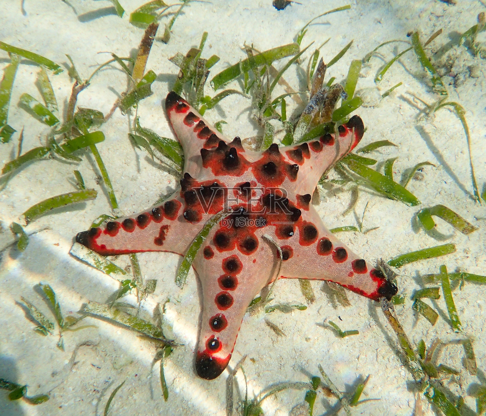 五角星海星照片摄影图片