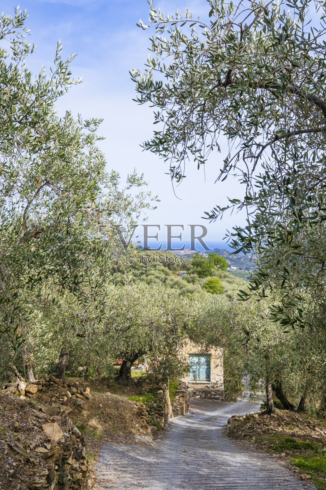 利古里亚帝国省普林诺山谷里的橄榄树照片摄影图片