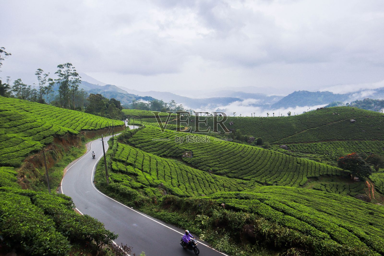 阴天，稻田里蜿蜒的柏油路照片摄影图片